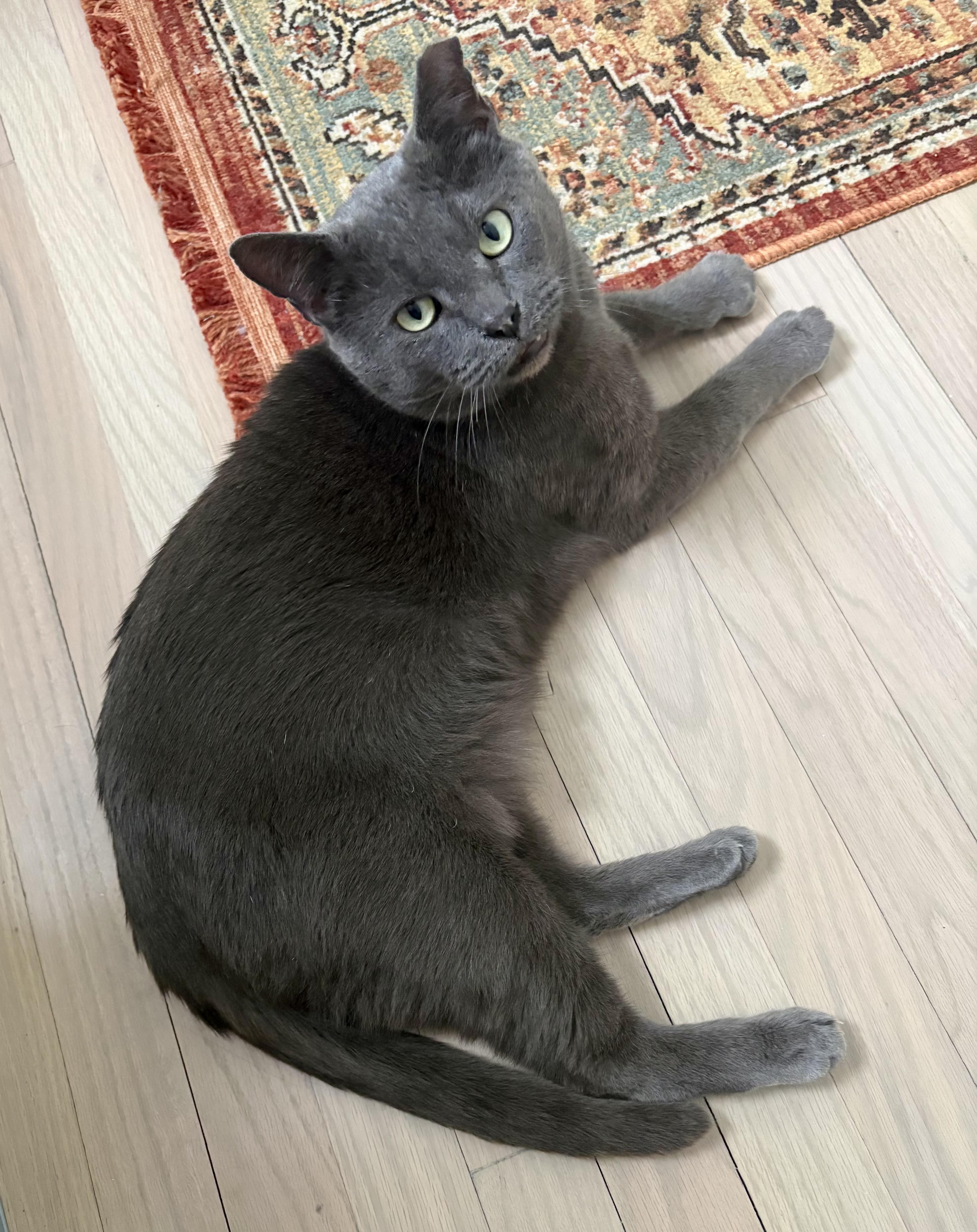 Theo, an adopted mixed breed in Indian Trail, NC image 3/5