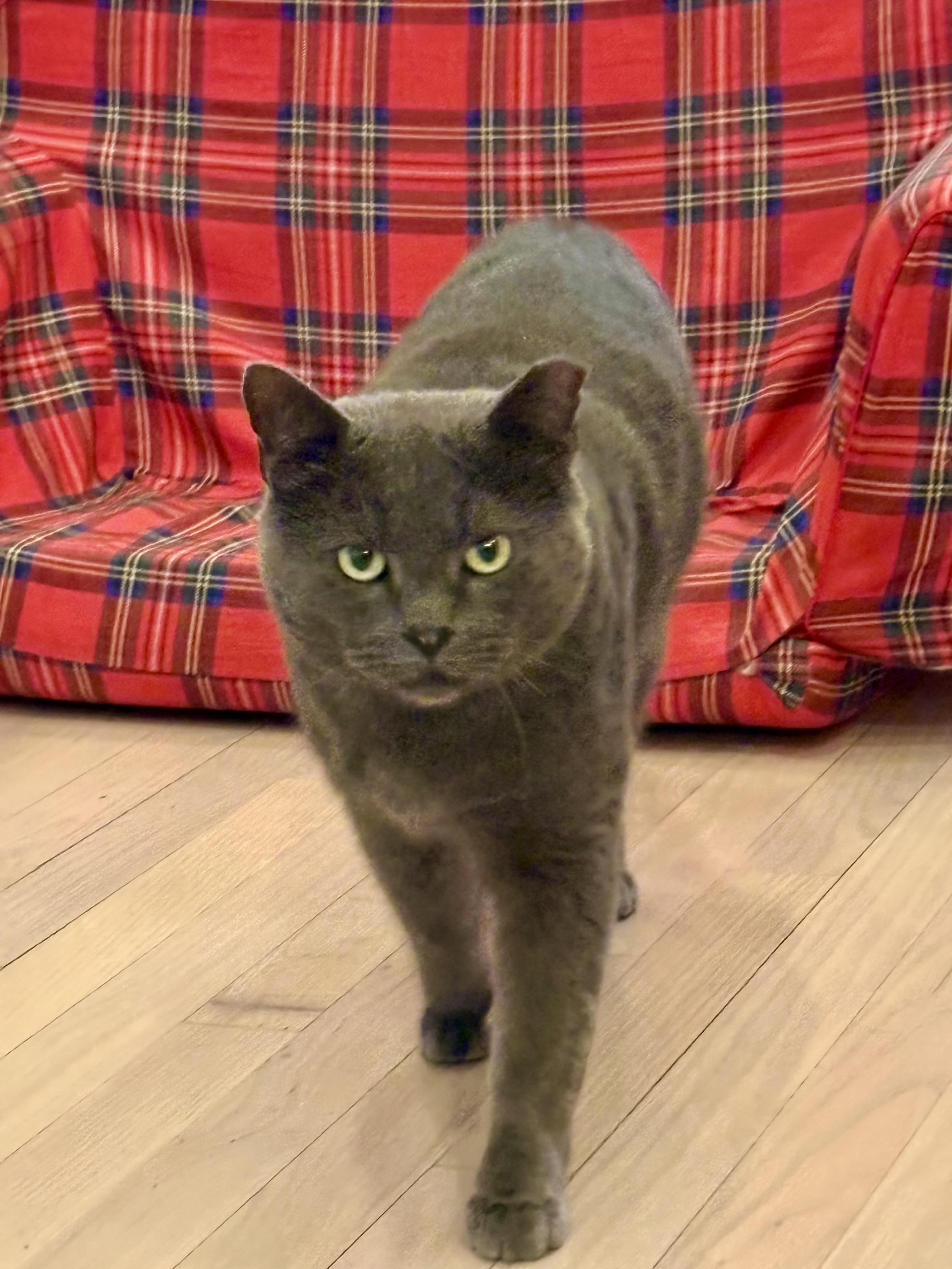 Theo, an adopted mixed breed in Indian Trail, NC image 4/5