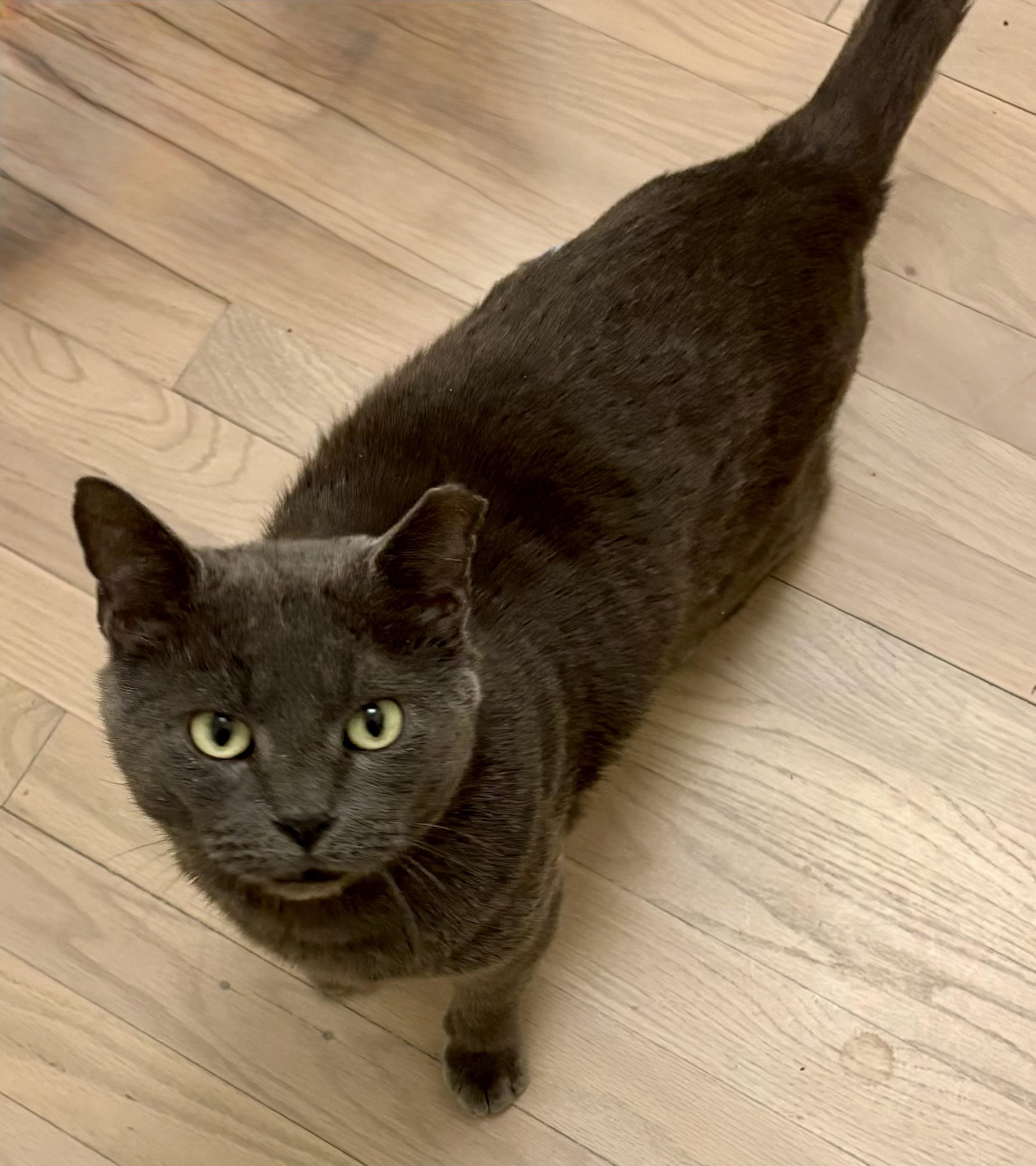 Enlarge Theo, a ADOPTABLE mixed breed in Indian Trail, NC image 5/5