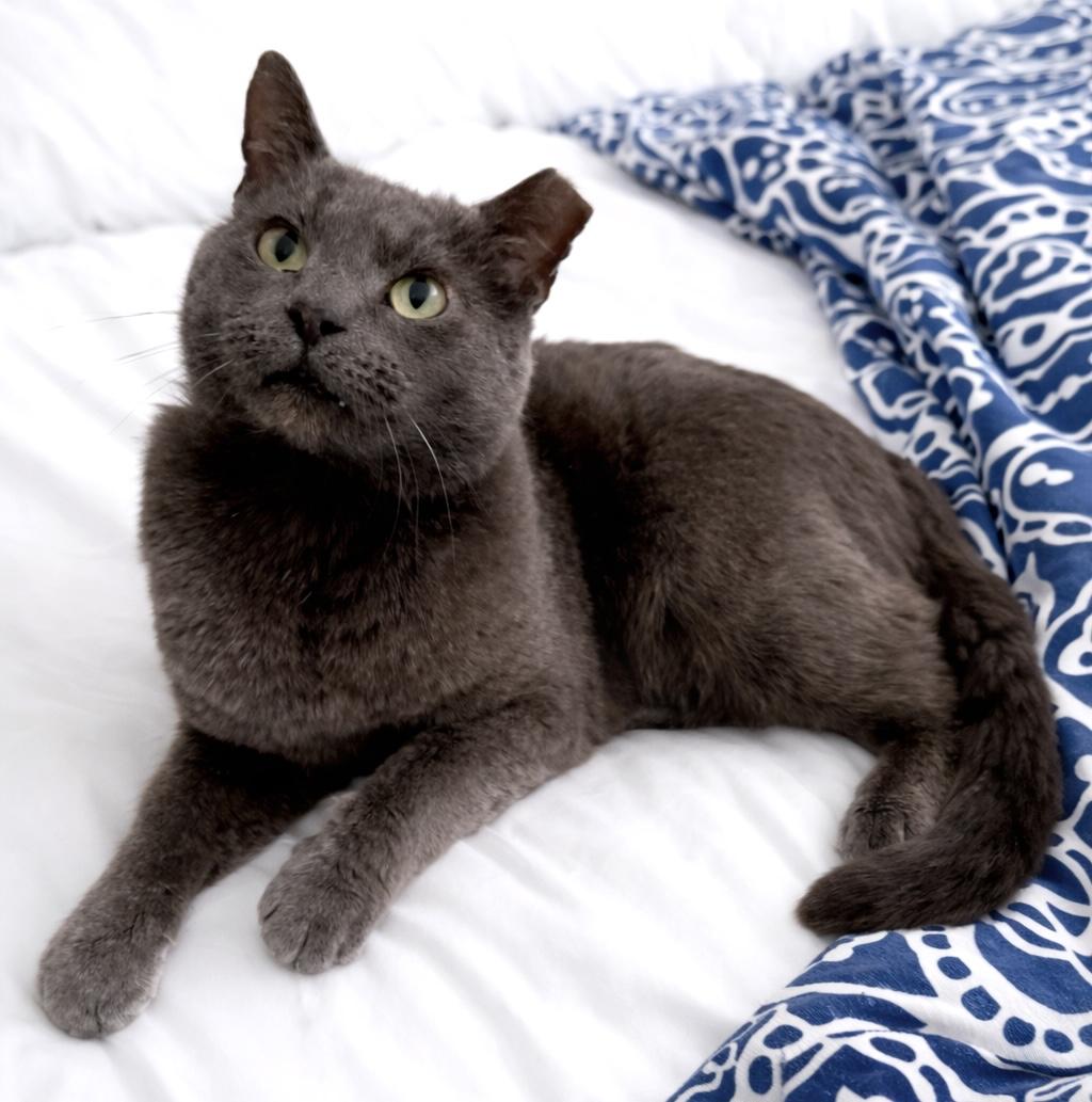 Theo, an adopted mixed breed in Indian Trail, NC image 5/5