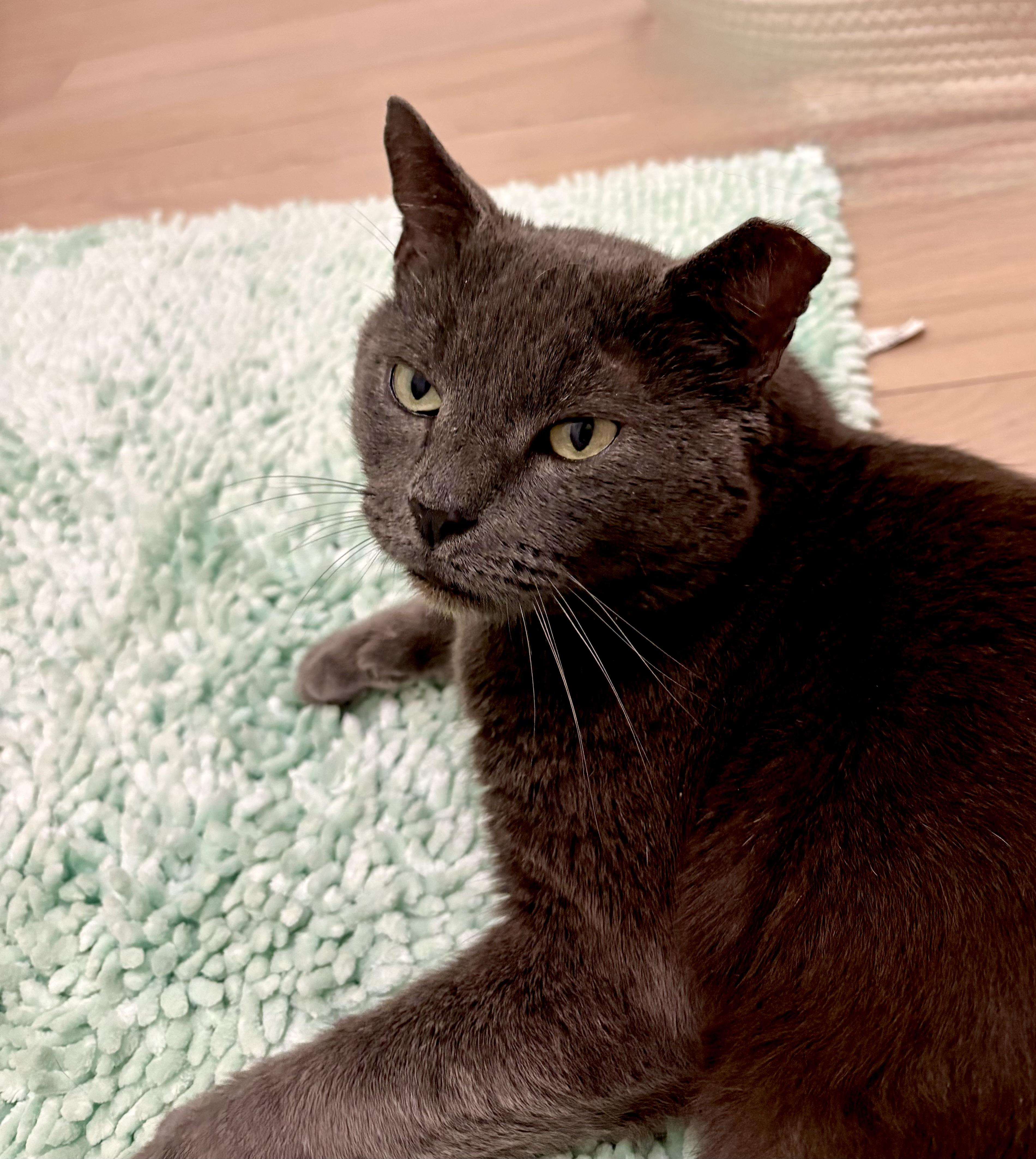 Enlarge Theo, a ADOPTABLE mixed breed in Indian Trail, NC image 4/4