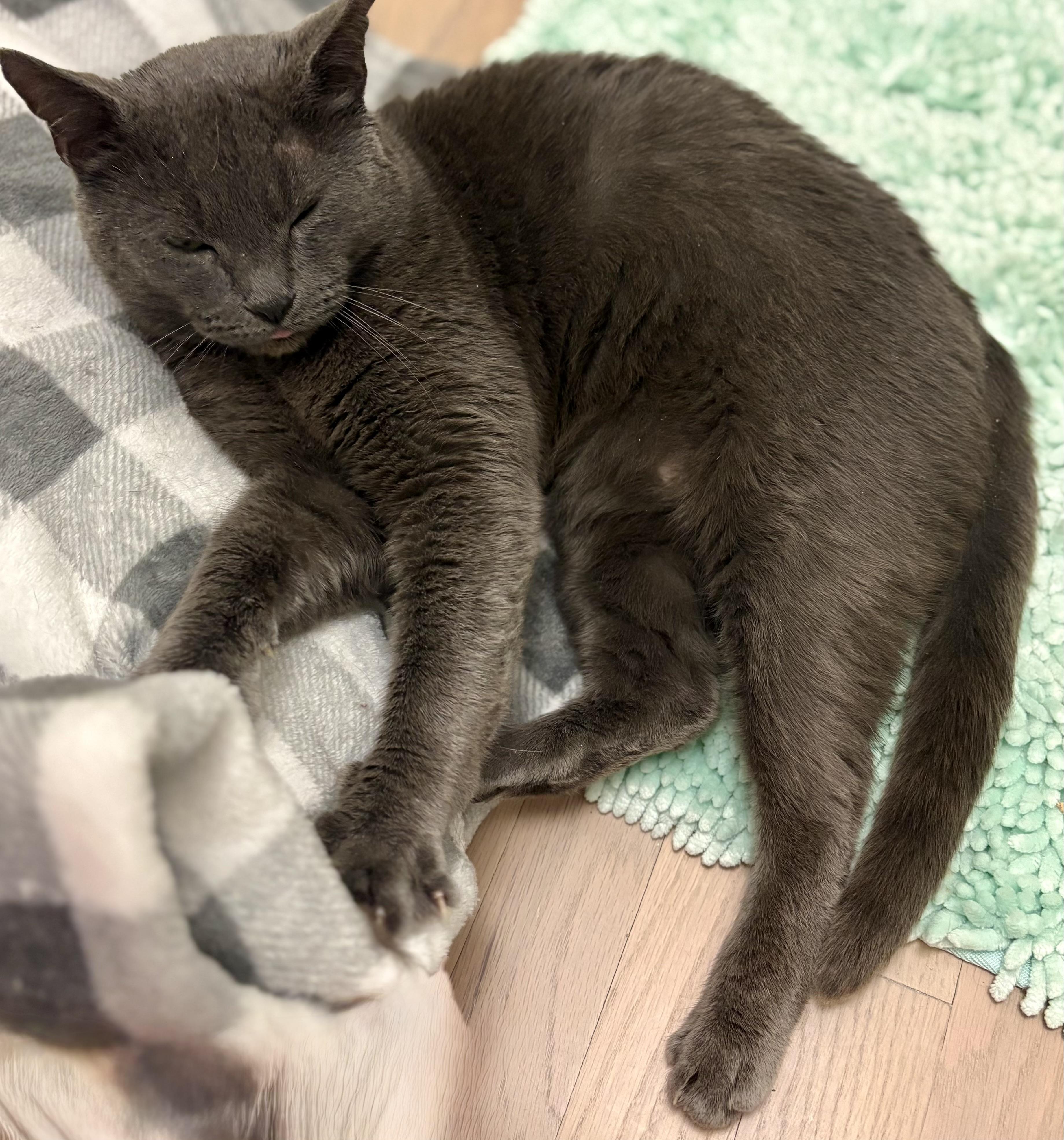 Enlarge Theo, a ADOPTABLE mixed breed in Indian Trail, NC image 3/4