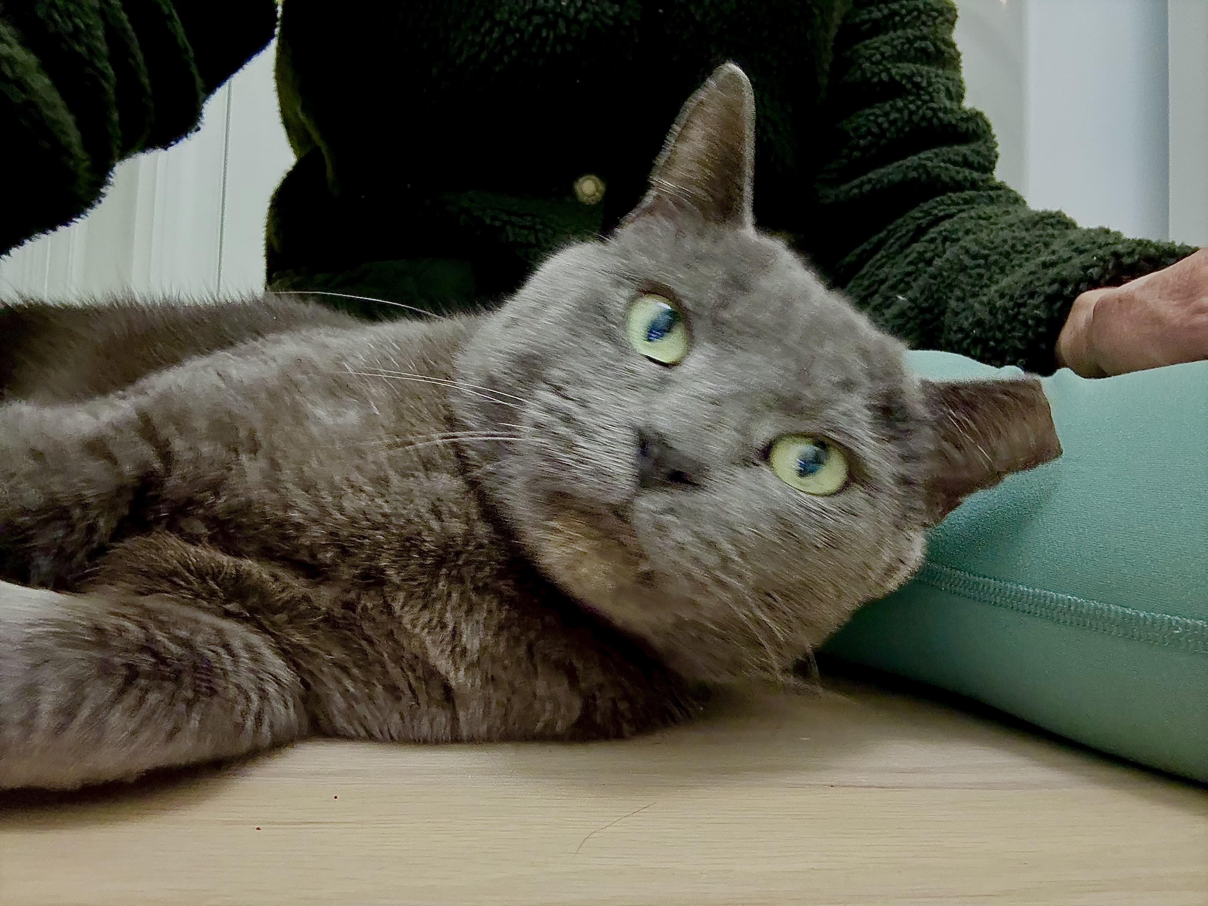 Enlarge Theo, a ADOPTABLE mixed breed in Indian Trail, NC image 2/5