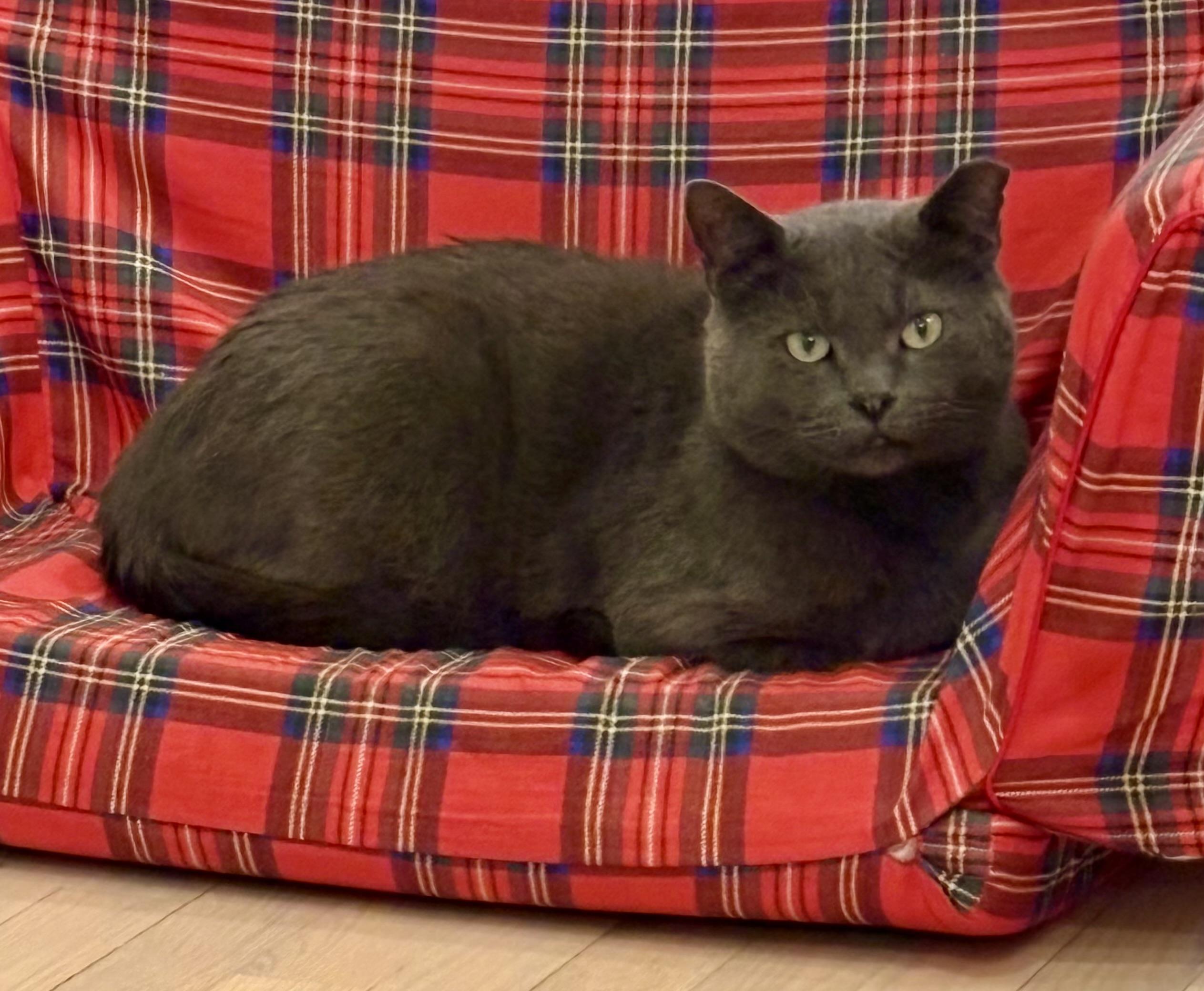 Theo, adopted, Adult Male Russian Blue.