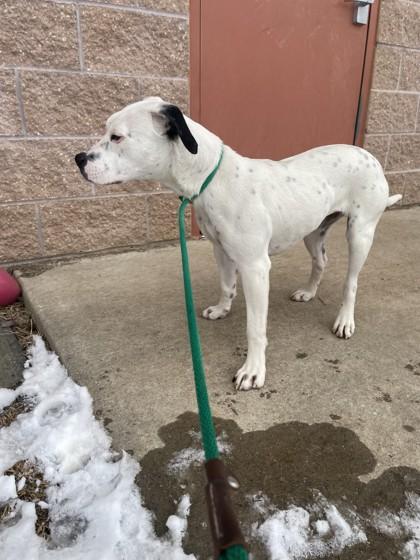 Little Girl, Adoptable, Young Female Pit Bull Terrier & Mixed Breed.