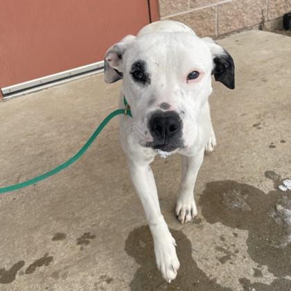 Enlarge Little Girl, a Adoptable mixed breed in Quakertown, PA image 2/3