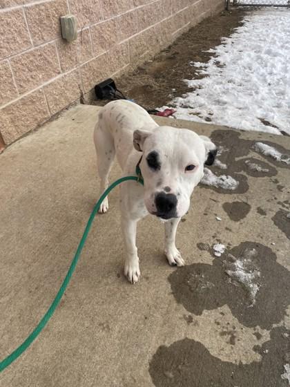 Enlarge Little Girl, a Adoptable mixed breed in Quakertown, PA image 3/3