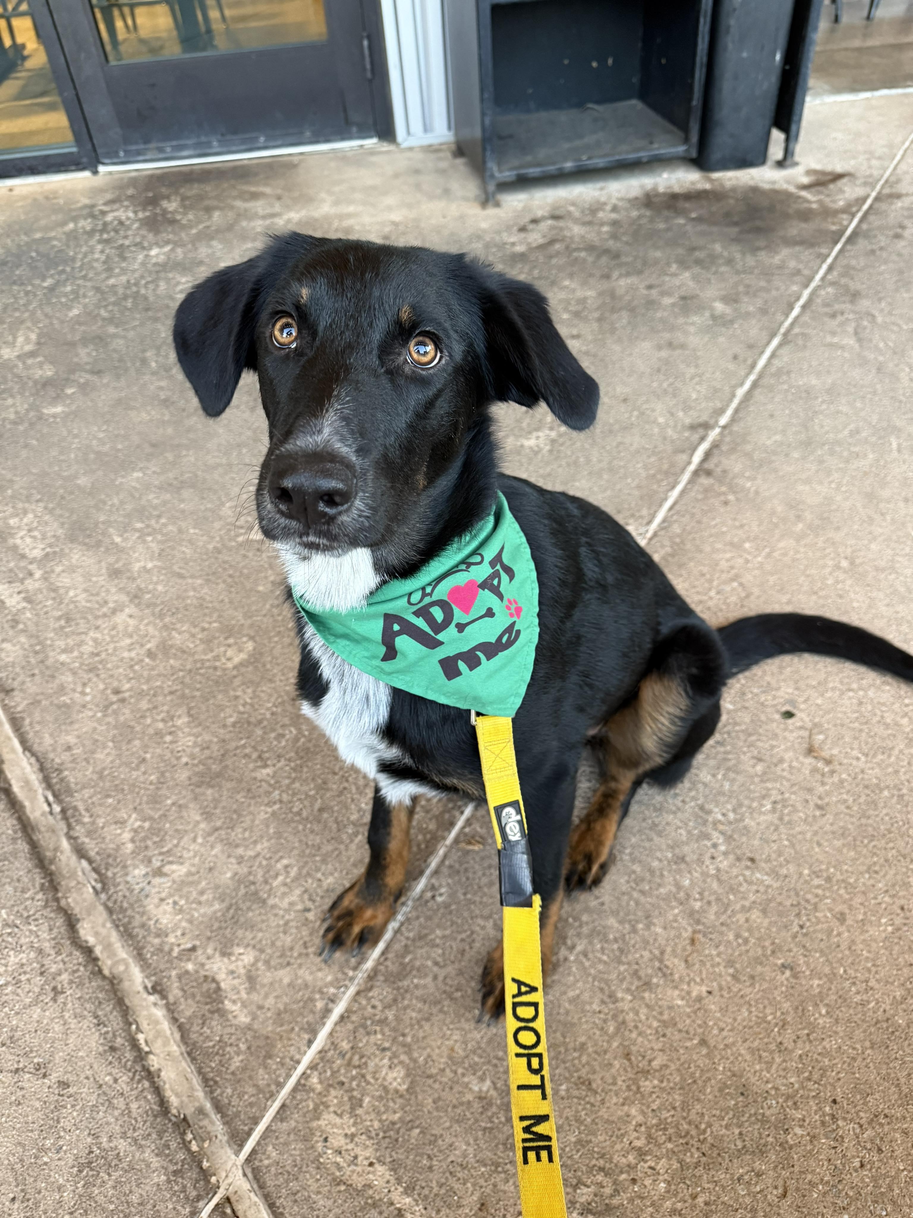 Ella, Adoptable, Young Female Border Collie & German Shepherd Dog.