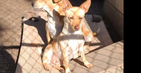 Enlarge Fawn, a Adoptable mixed breed in Santa Rosa, CA image 1/6