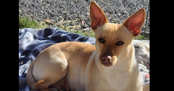 Enlarge Fawn, a Adoptable mixed breed in Santa Rosa, CA image 2/6