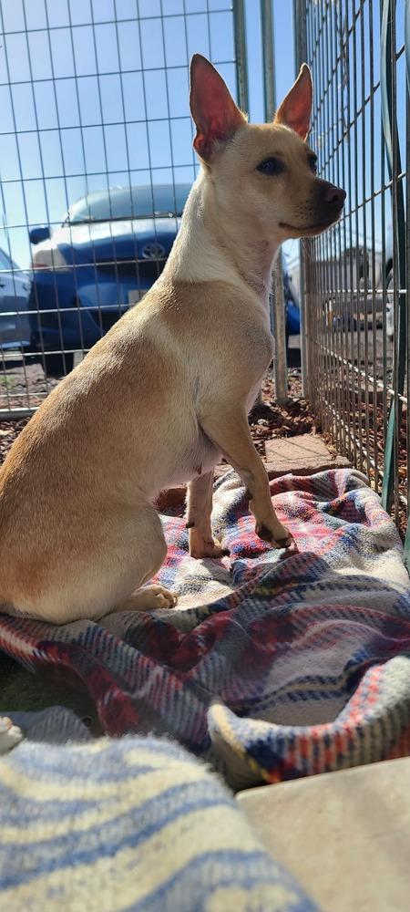 Enlarge Fawn, a Adoptable mixed breed in Santa Rosa, CA image 3/6