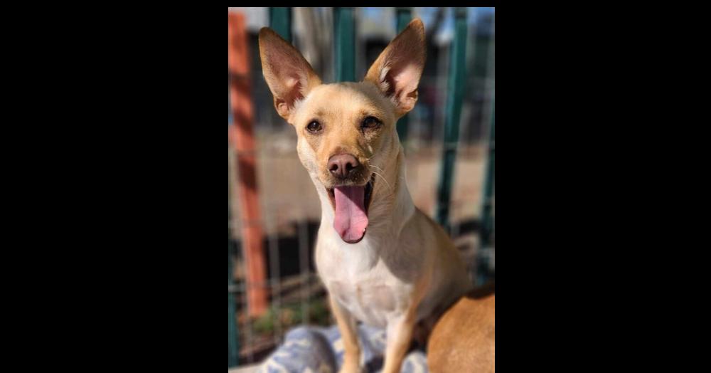 Enlarge Fawn, a Adoptable mixed breed in Santa Rosa, CA image 4/6