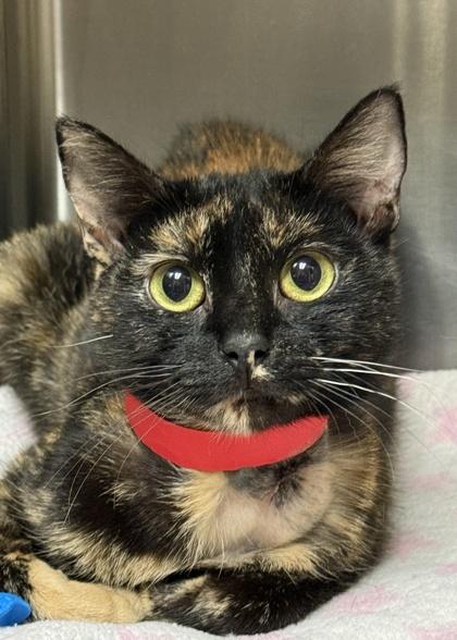 Enlarge Gillette 64713, a Adoptable mixed breed in Aiken, SC image 1/1