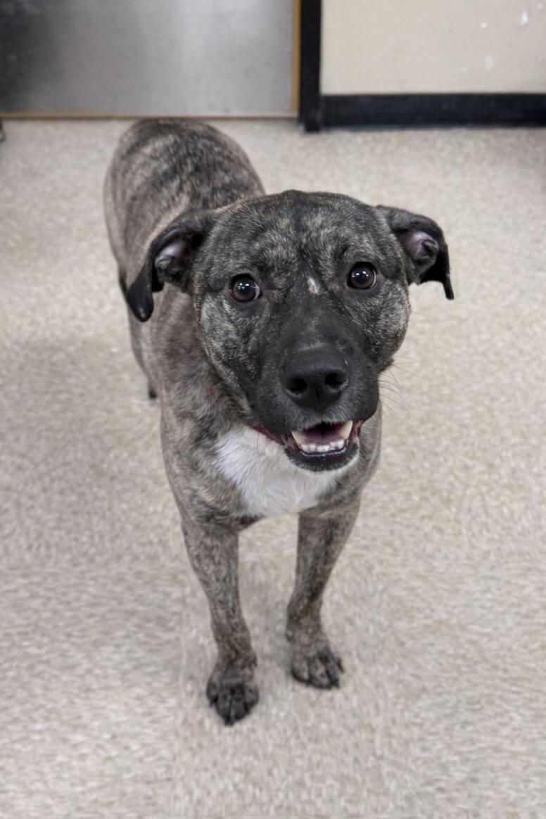 Enlarge Jasper , a Adoptable mixed breed in Baton Rouge, LA image 2/4