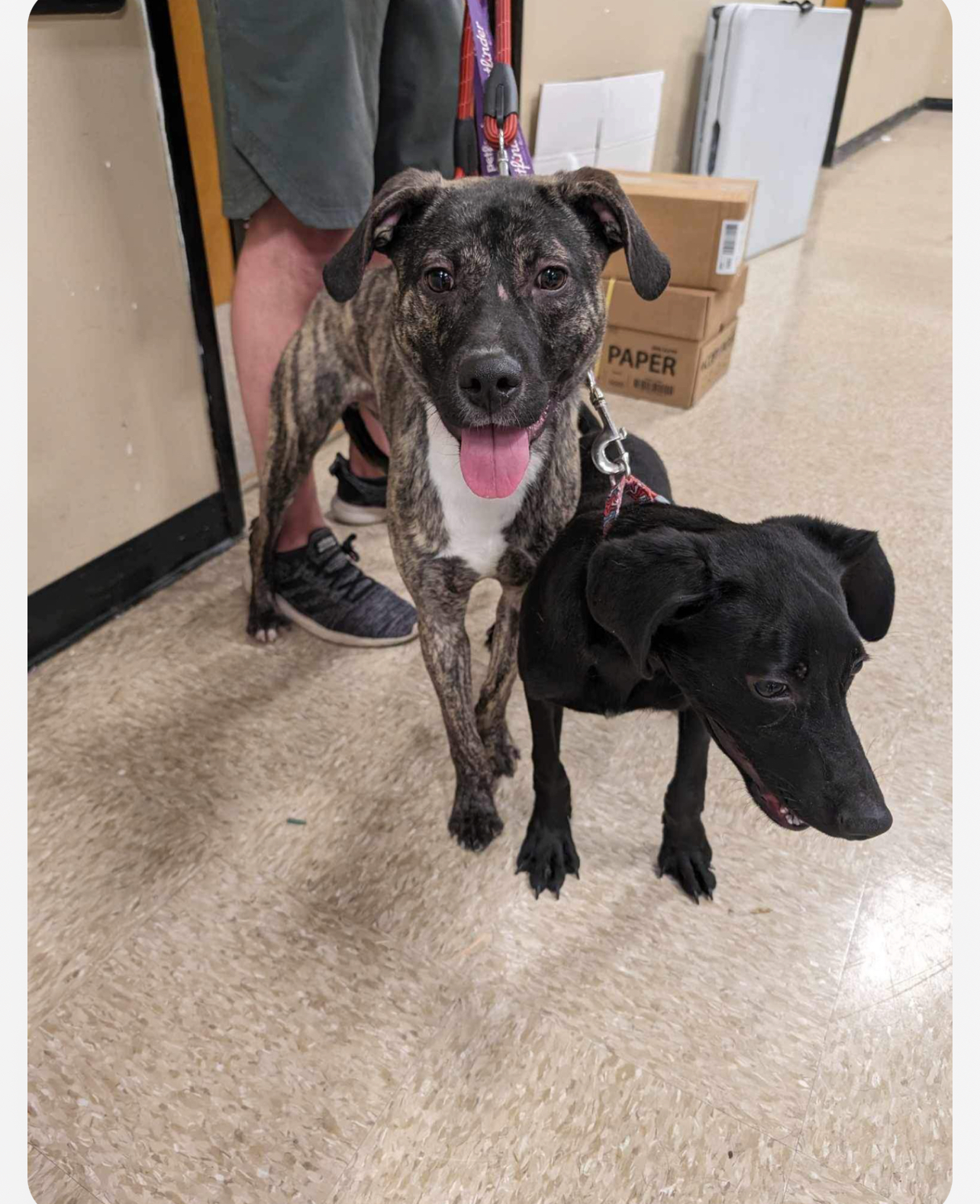 Enlarge Jasper , a Adoptable mixed breed in Baton Rouge, LA image 4/4