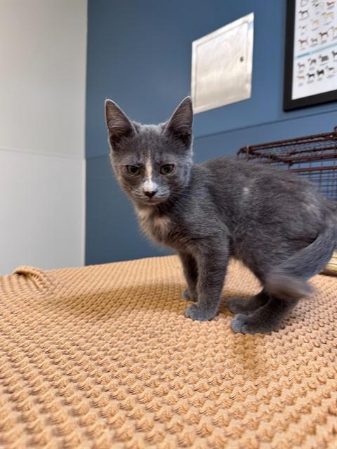 A344588, Adoptable, Kitten Female Domestic Short Hair.