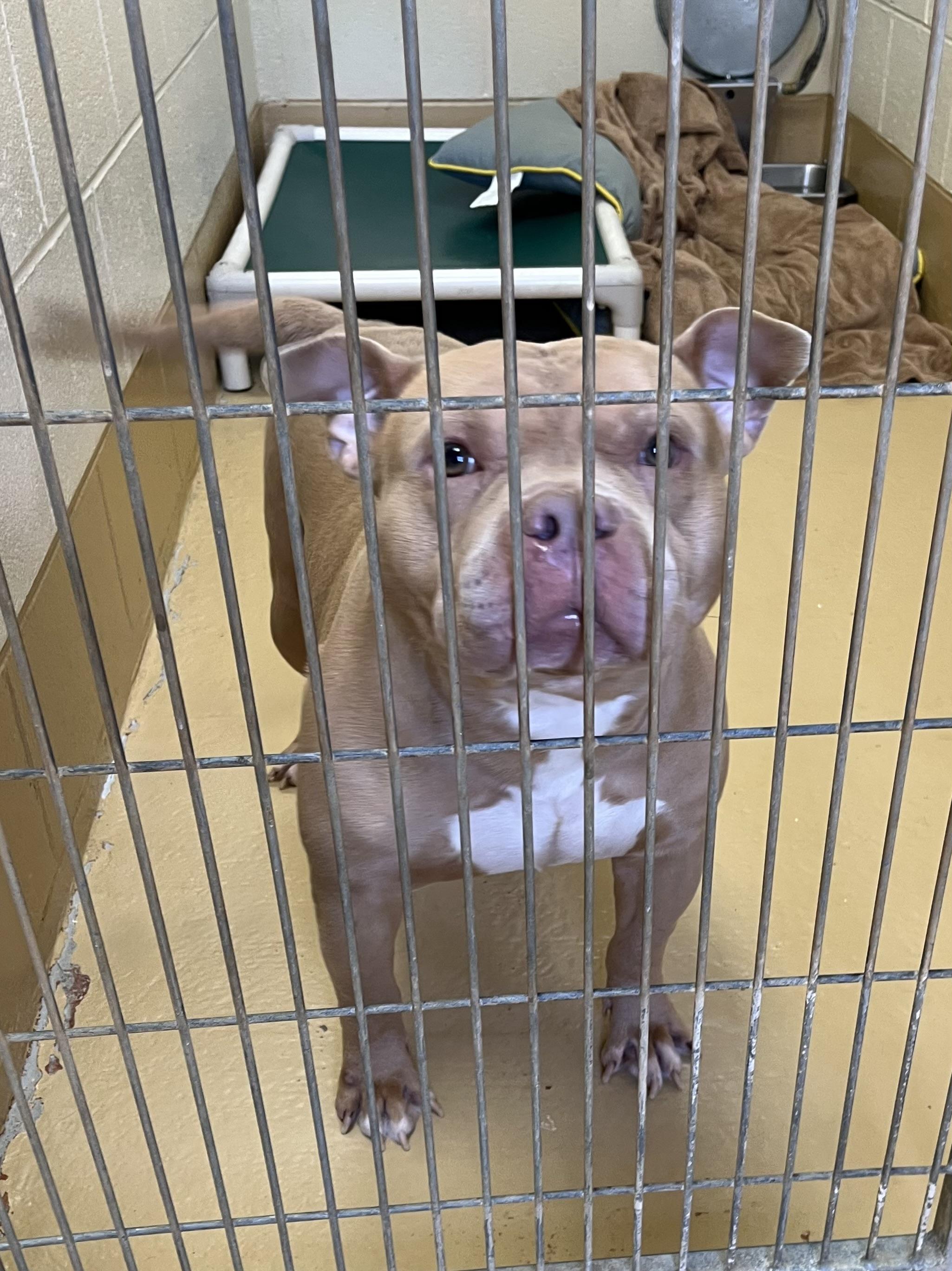 Enlarge Apollo, a Adopted American Bully in Greensboro, GA image 4/6