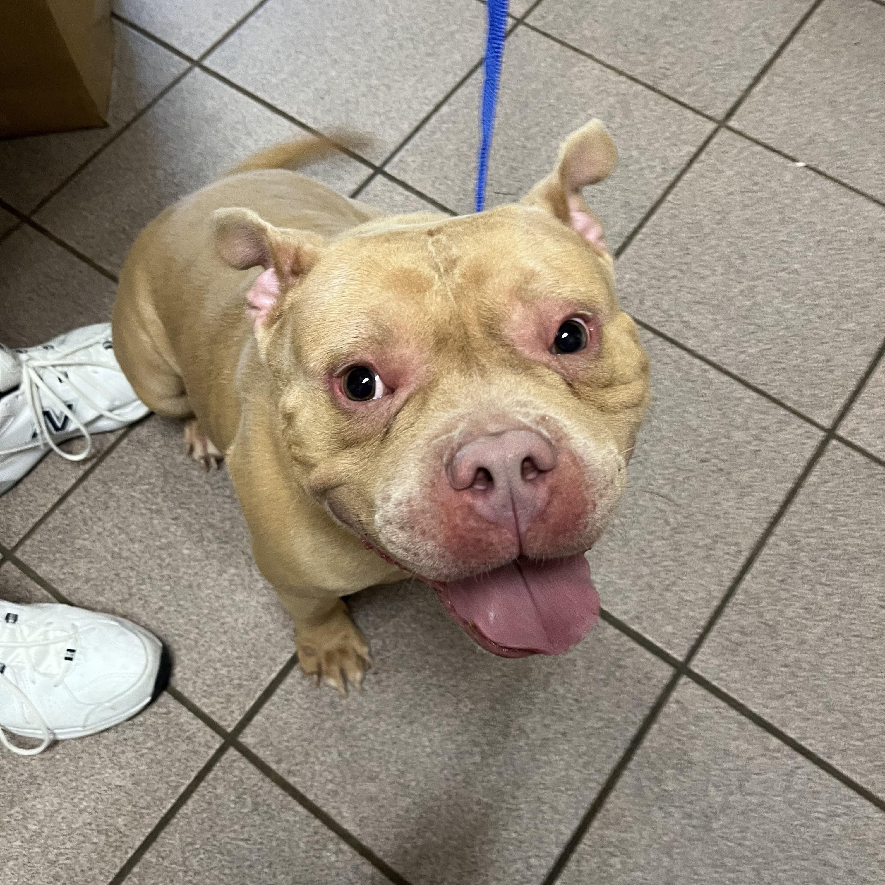 Enlarge Apollo, a Adopted American Bully in Greensboro, GA image 6/6