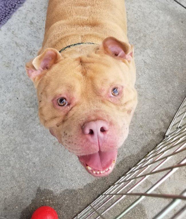 Enlarge Apollo, a Adopted American Bully in Greensboro, GA image 3/6