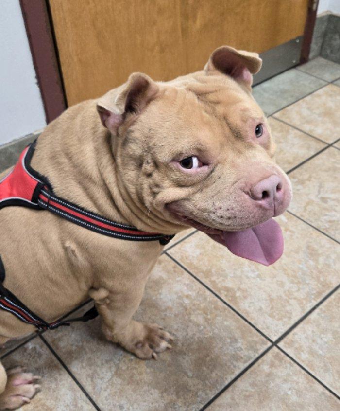 Apollo, Adopted, Adult Male American Bully.