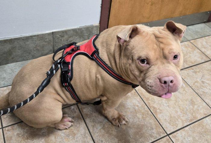Enlarge Apollo, a Adopted American Bully in Greensboro, GA image 5/6