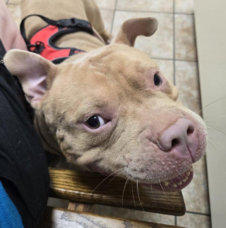 Enlarge Apollo, a Adopted American Bully in Greensboro, GA image 2/6