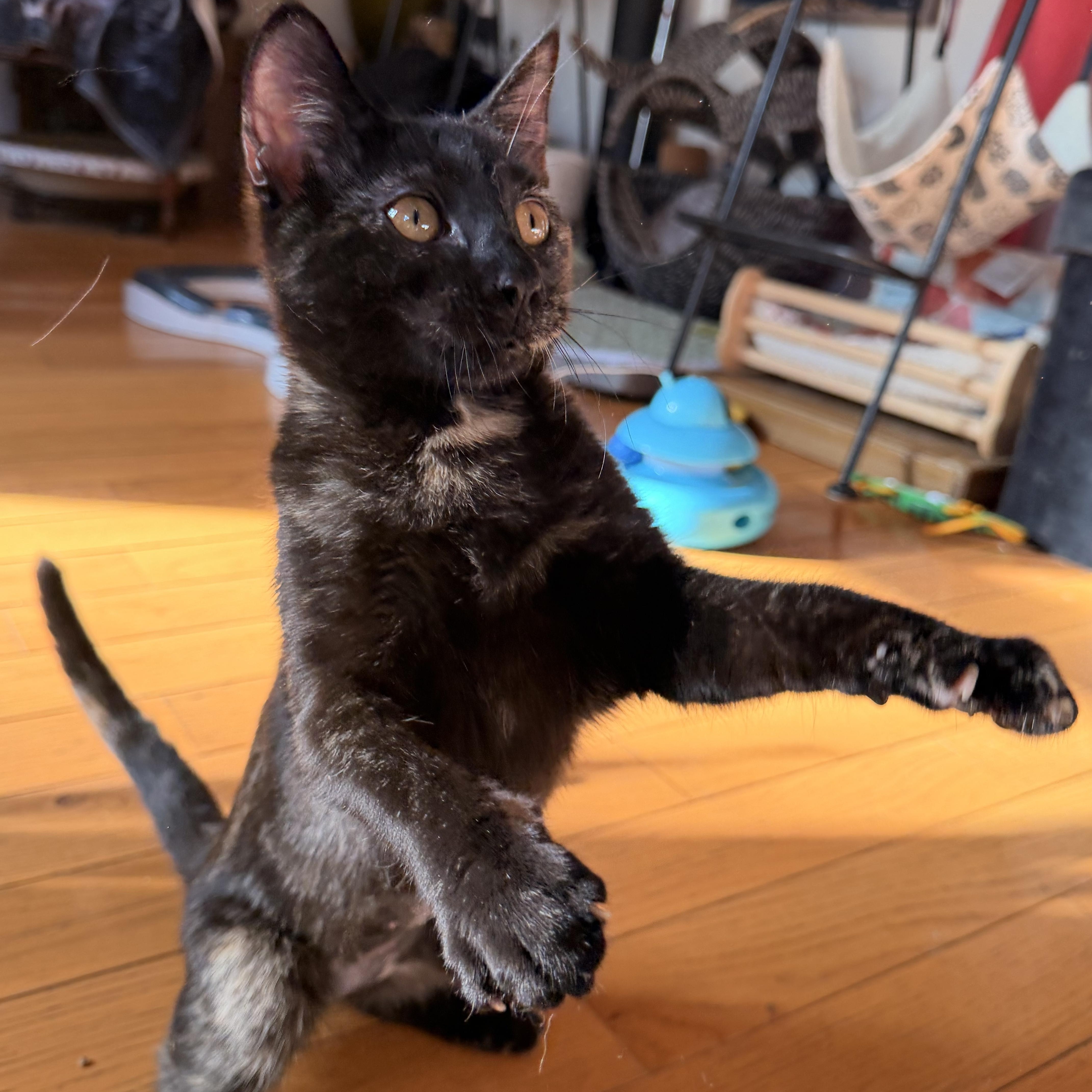 Nala, Adoptable, Kitten Female Domestic Short Hair.