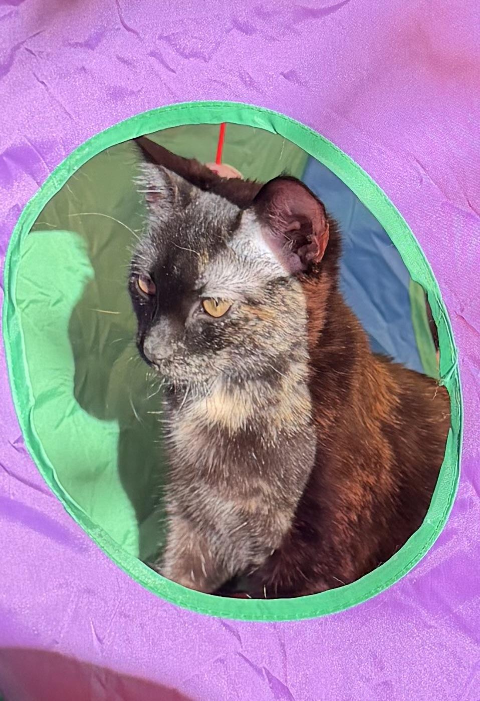 Nala, a Adoptable Domestic Short Hair in New York, NY image 3/4