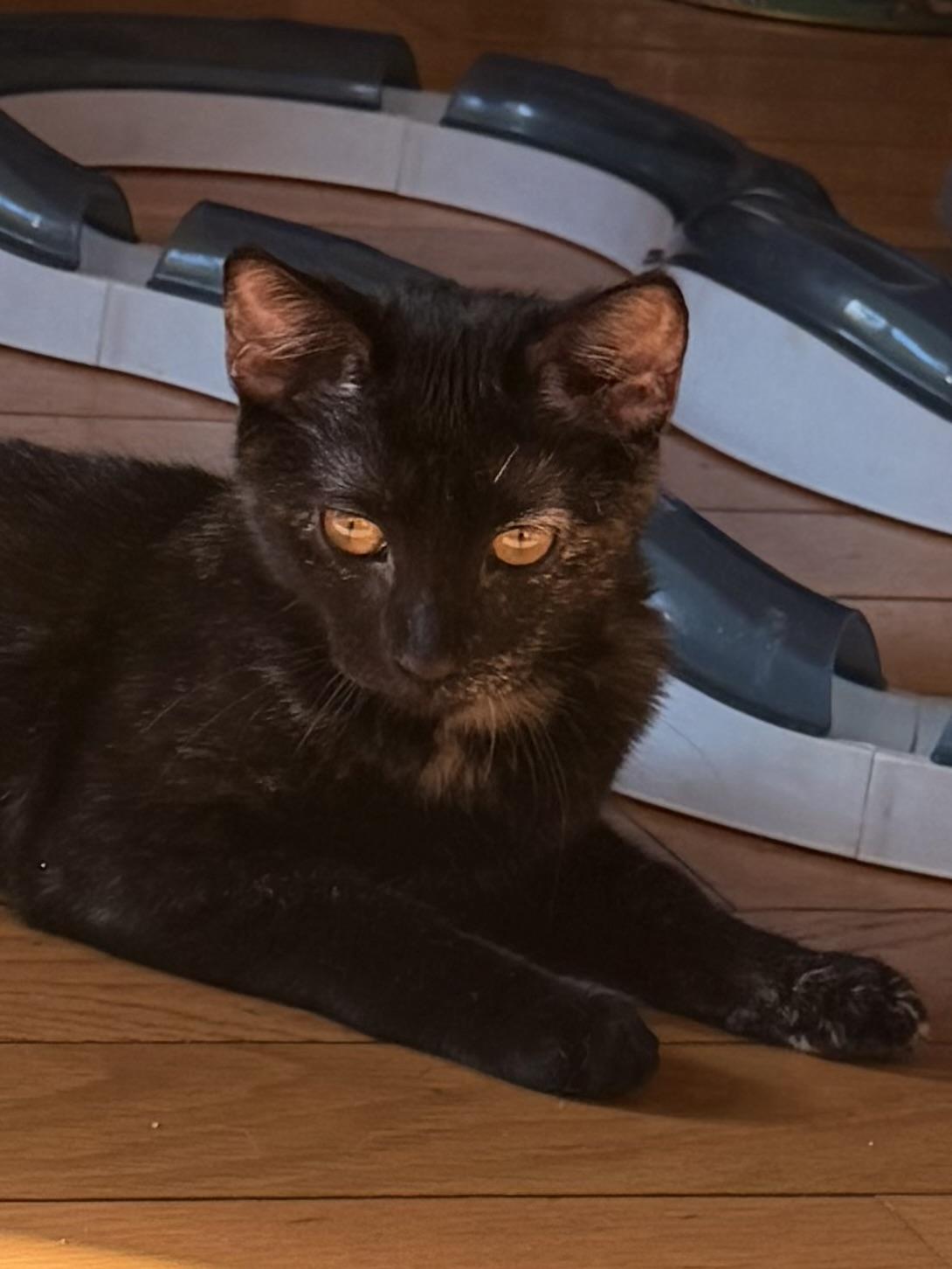 Nala, a Adoptable Domestic Short Hair in New York, NY image 2/4