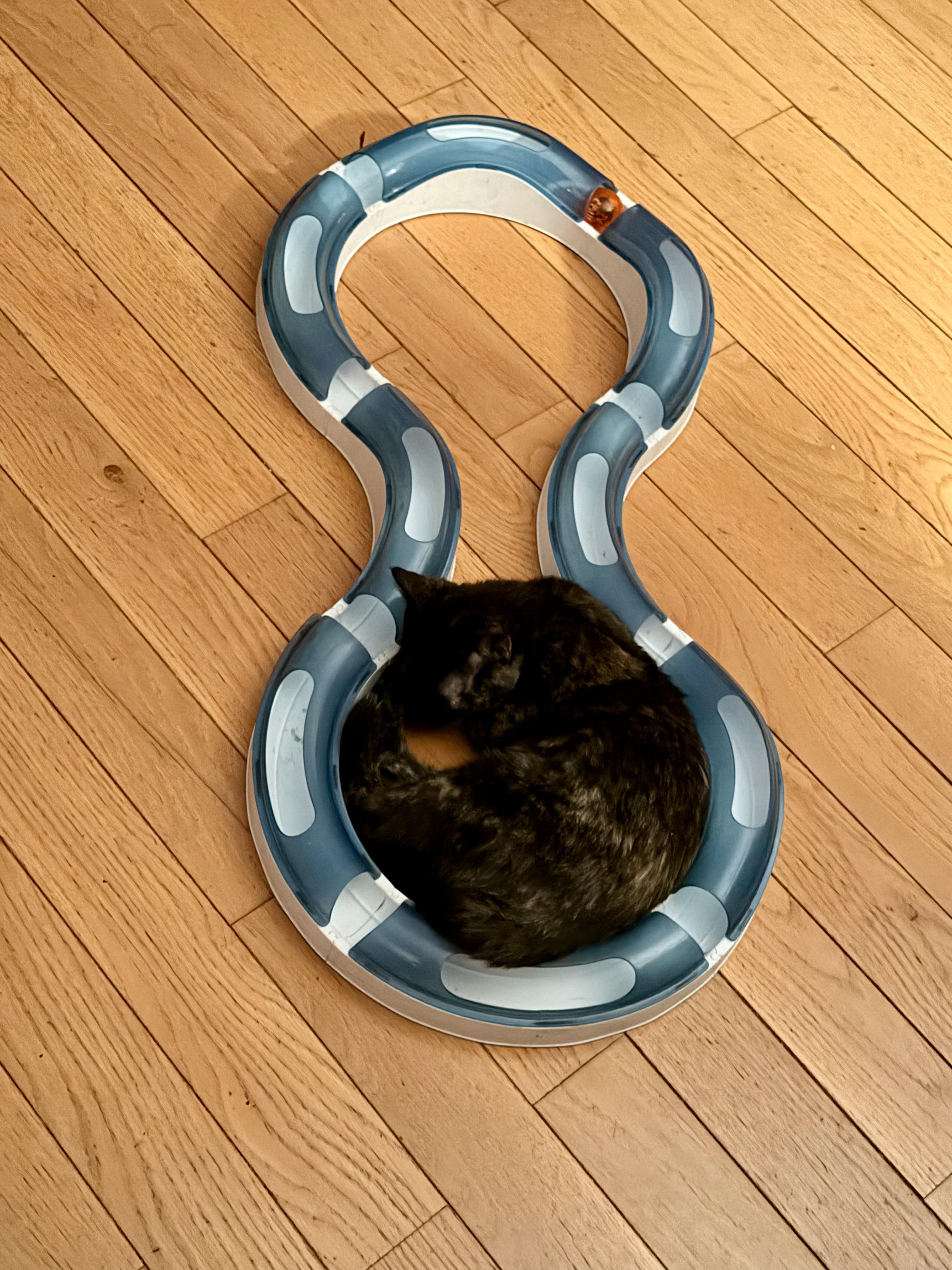 Nala, a Adoptable Domestic Short Hair in New York, NY image 4/4