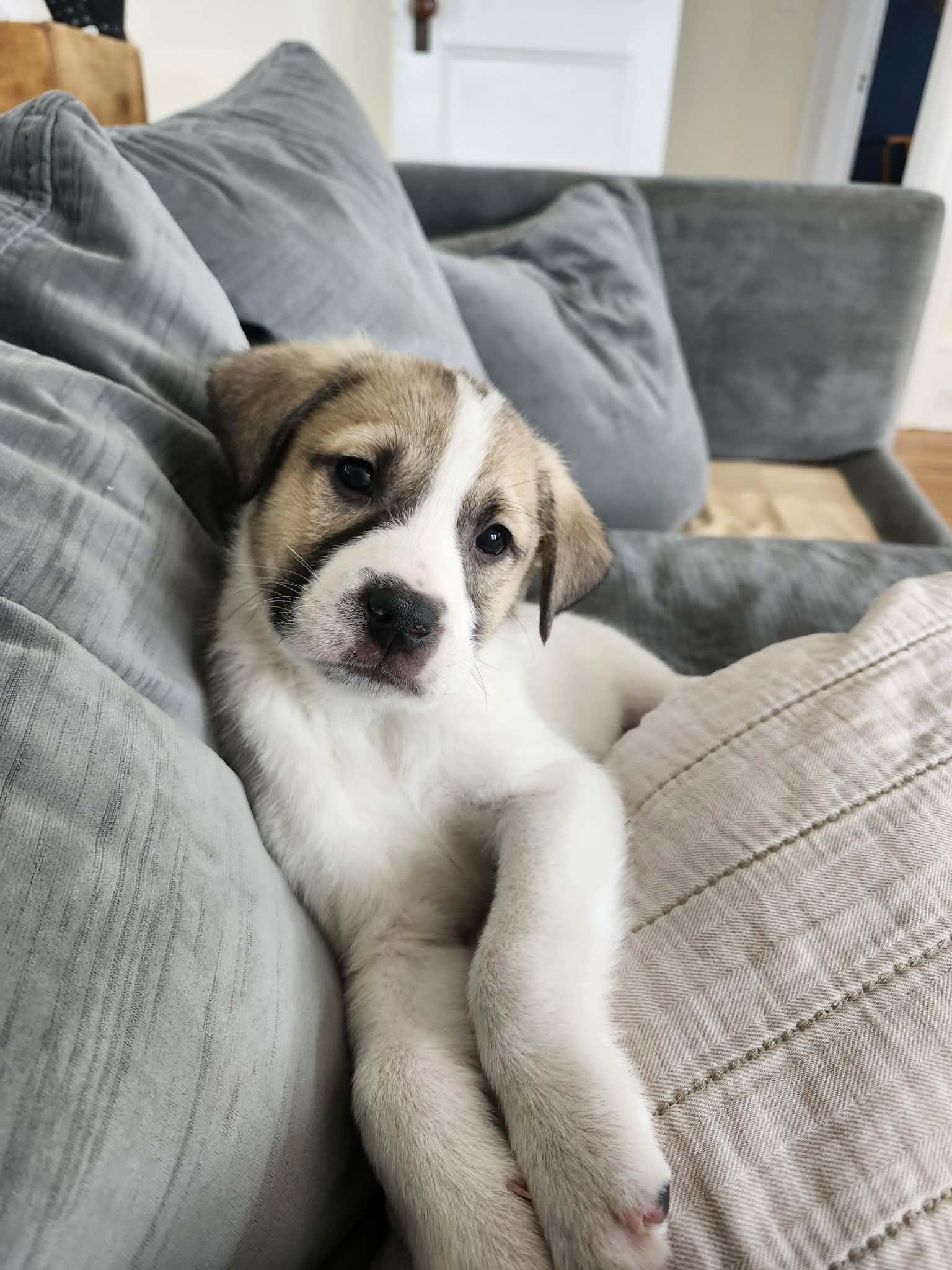 PETRUCHIO, Adoptable, Young Male Great Pyrenees.