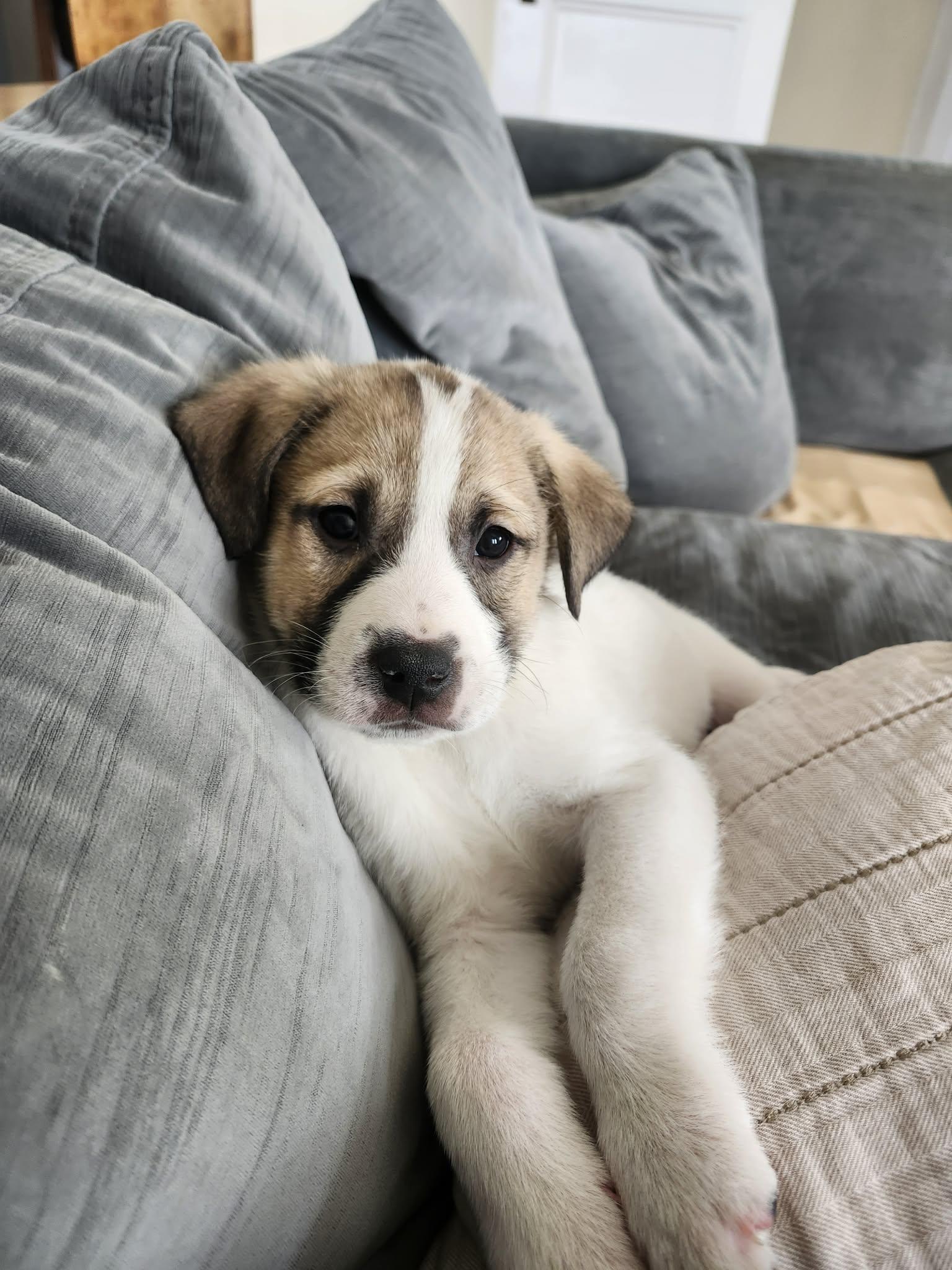 PETRUCHIO, a Adoptable Great Pyrenees in Pomfret Center, CT image 2/3