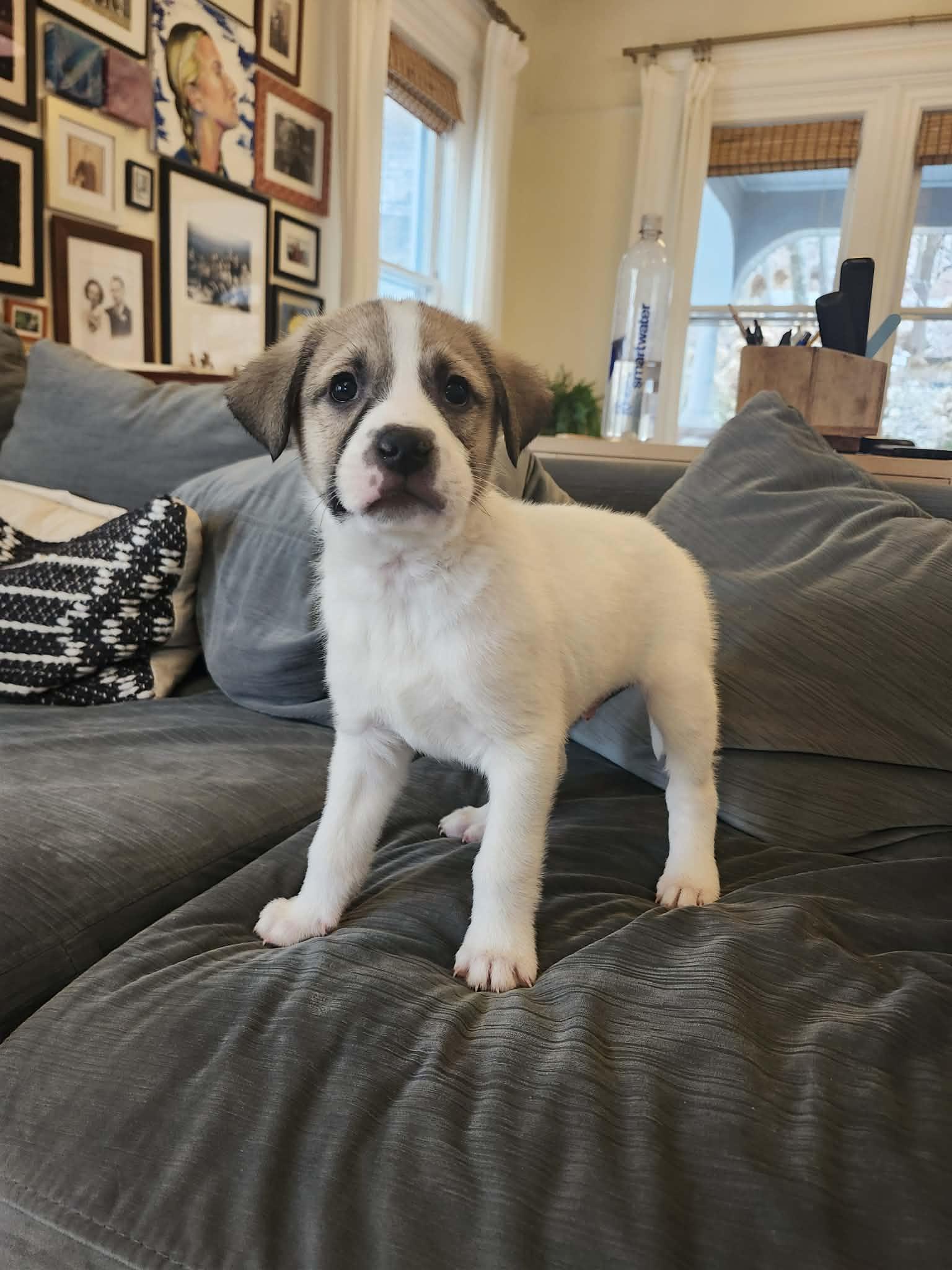 PETRUCHIO, a Adoptable Great Pyrenees in Pomfret Center, CT image 3/3