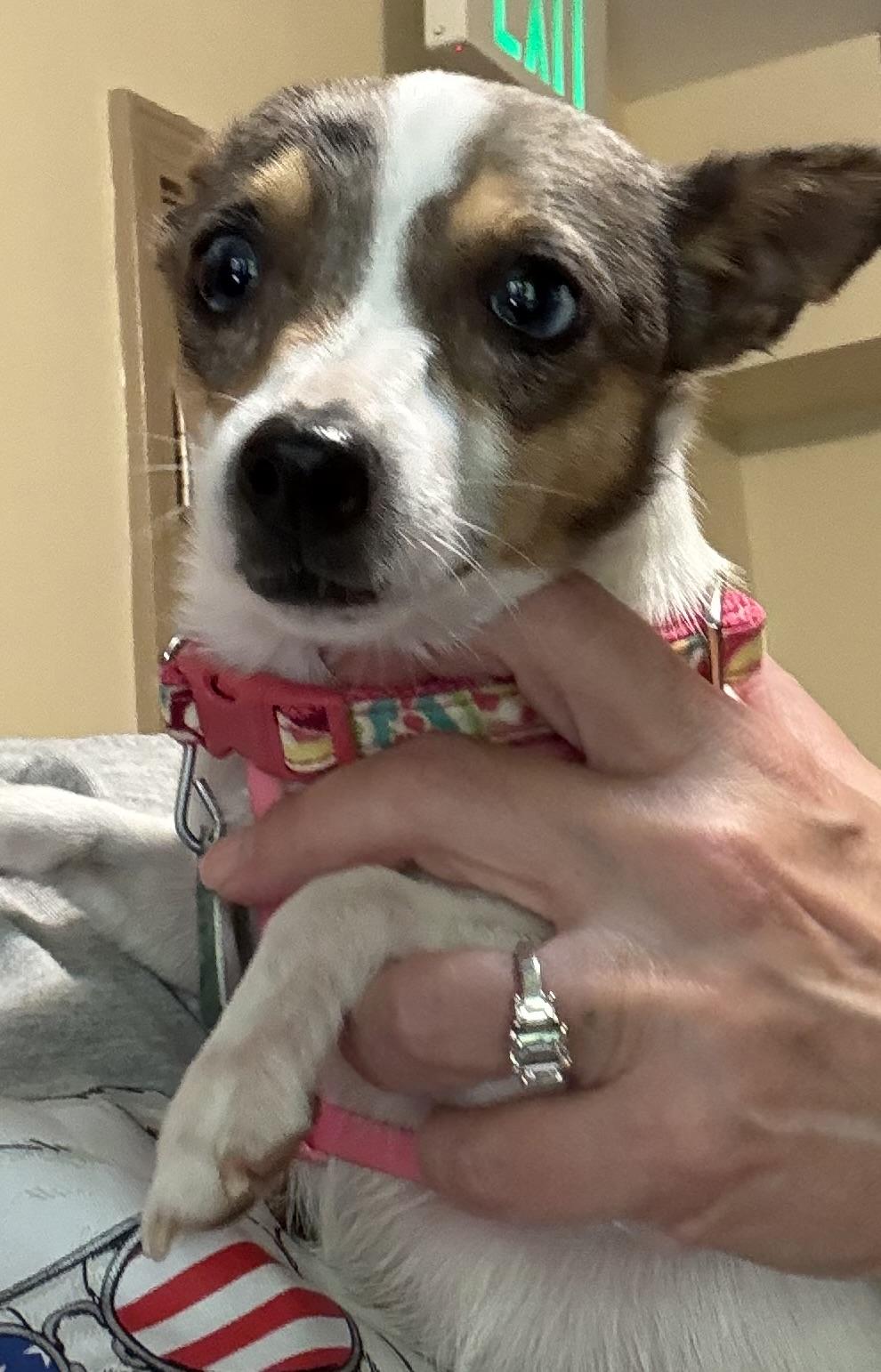 Sookie, Adoptable, Young Female Jack Russell Terrier & Chihuahua.
