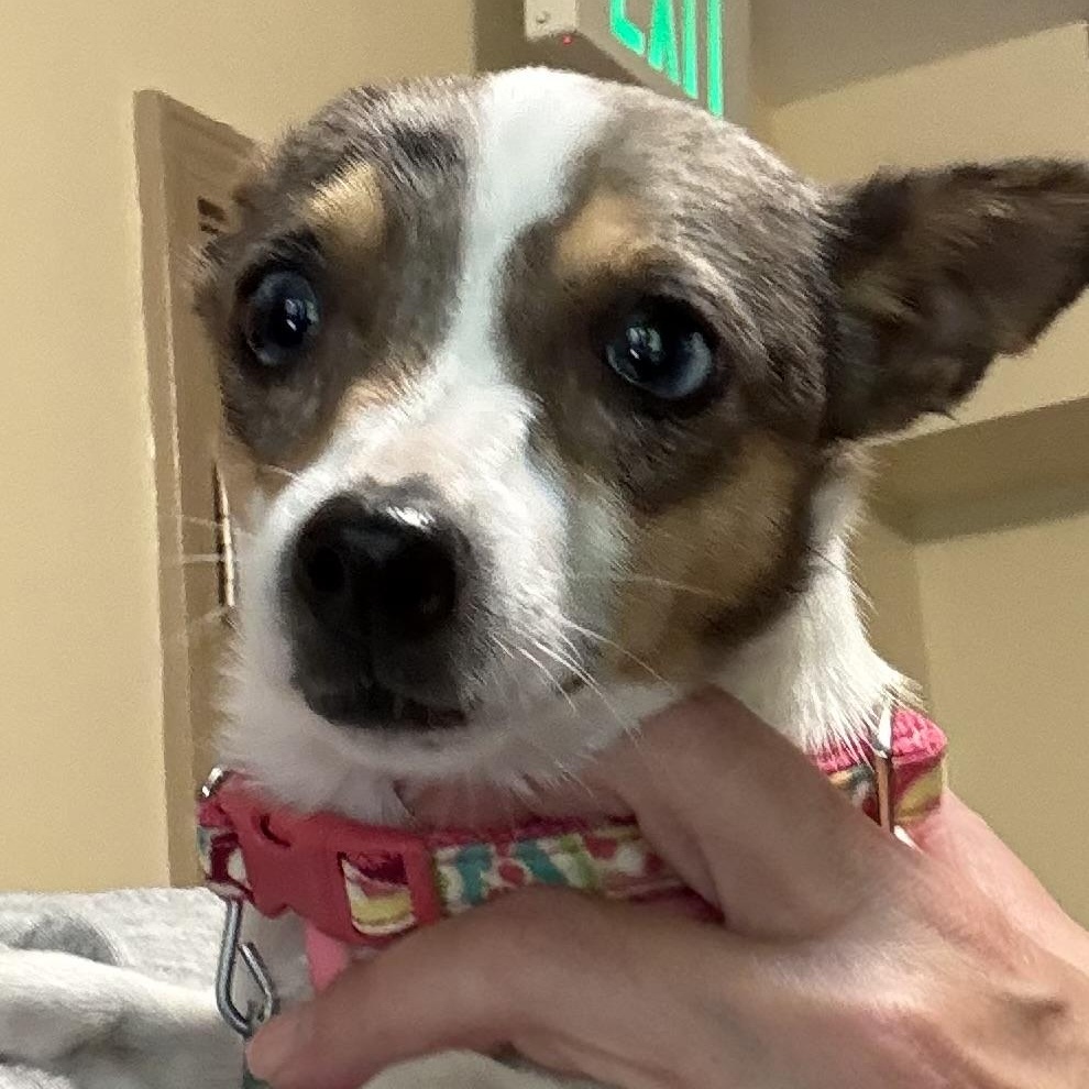 Sookie, an adopted mixed breed in Marietta, GA image 1/4