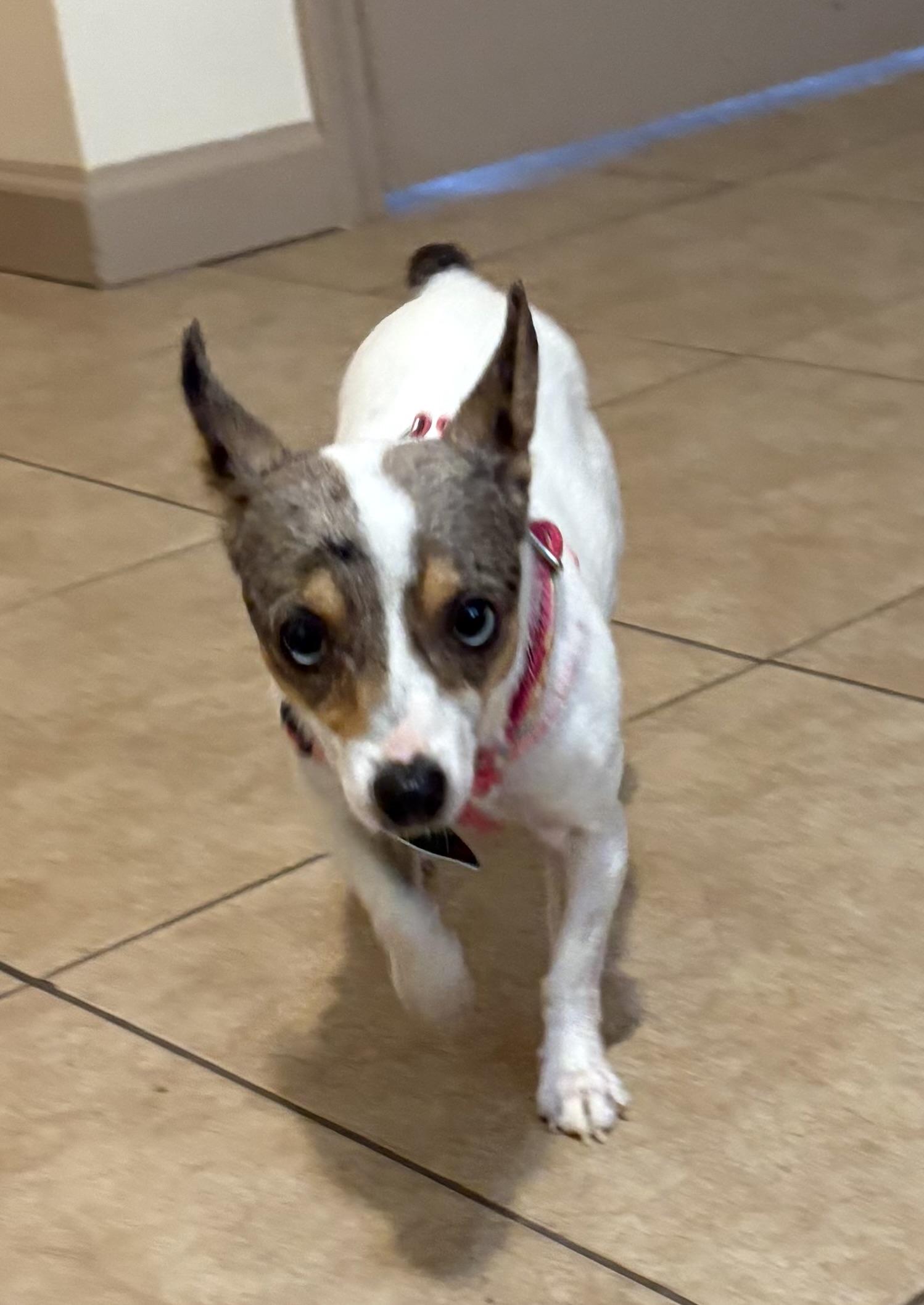 Sookie, an adopted mixed breed in Marietta, GA image 2/4