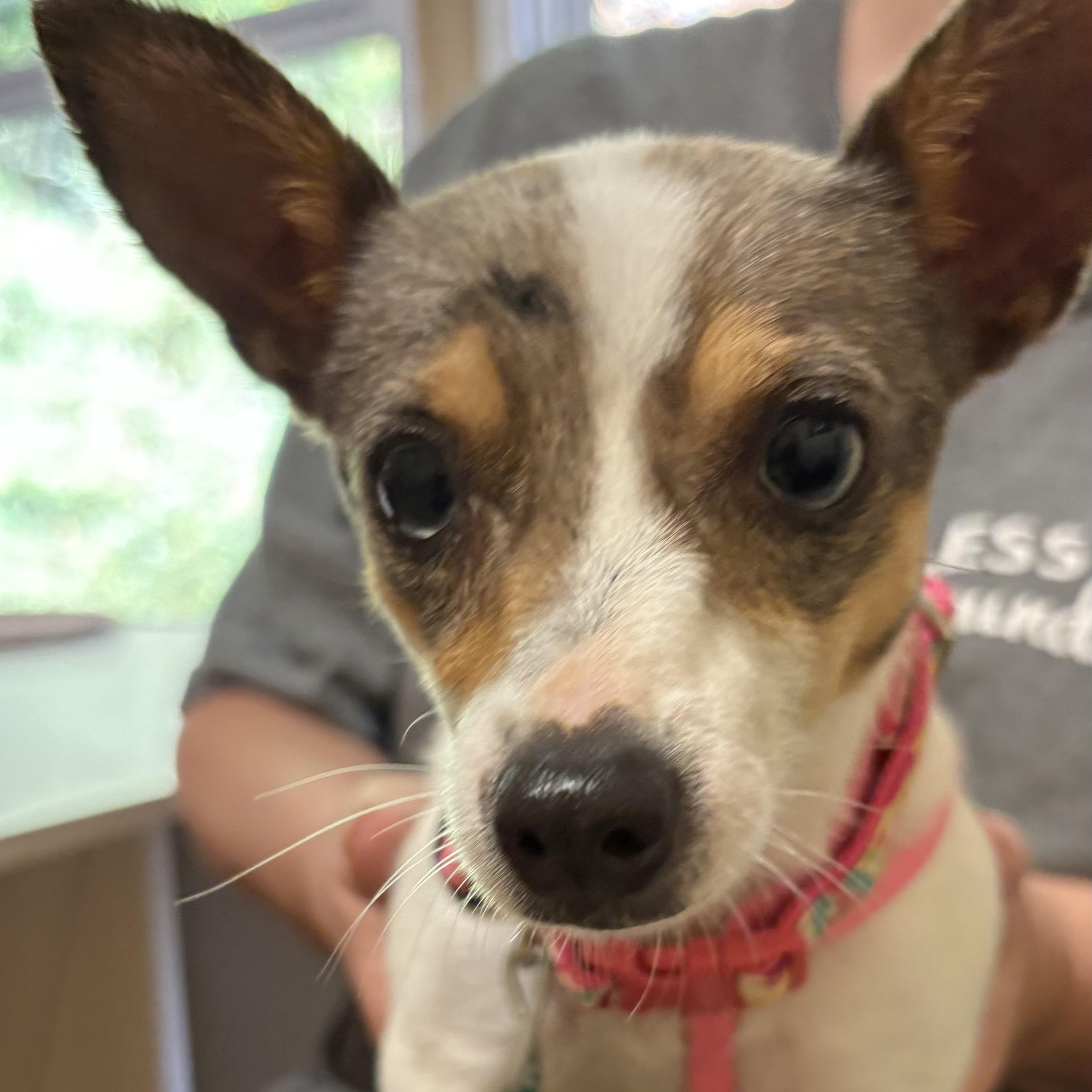Sookie, an adopted mixed breed in Marietta, GA image 3/4