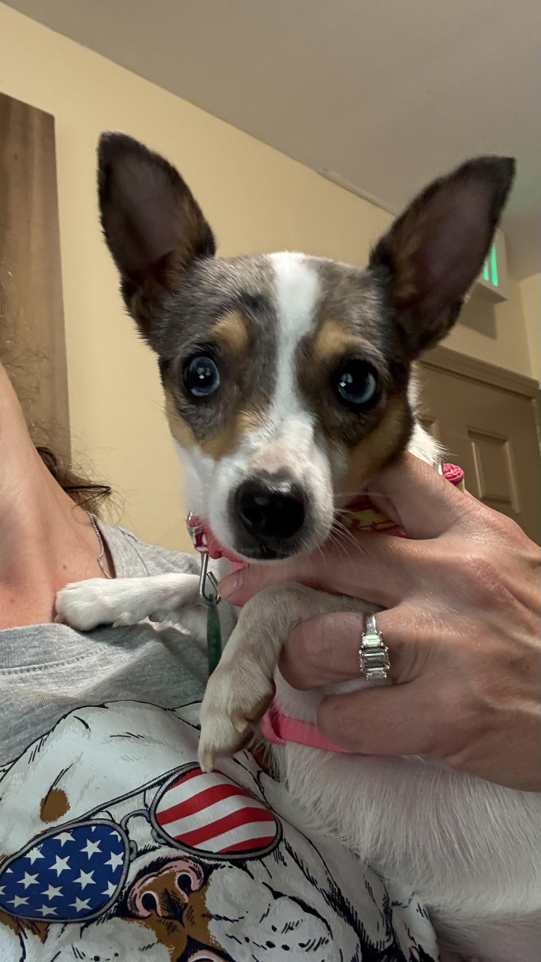 Sookie, an adopted mixed breed in Marietta, GA image 4/4