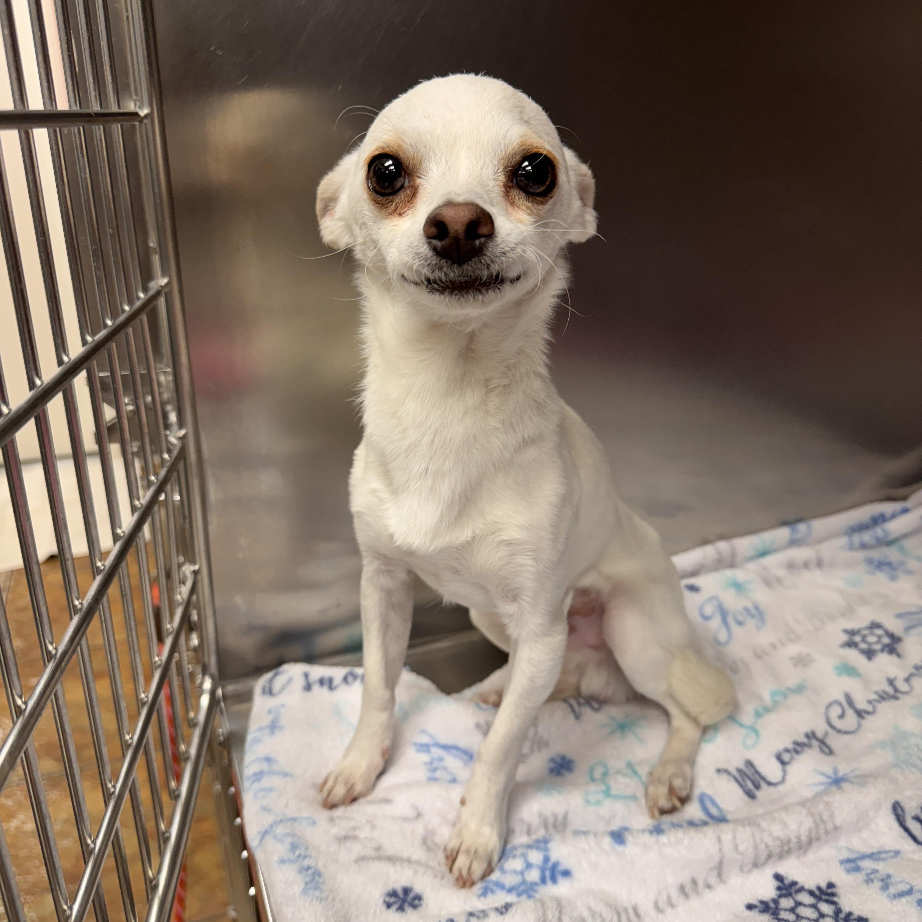 Enlarge Stanley Tucci, an adopted Chihuahua in Henderson, NV image 1/1