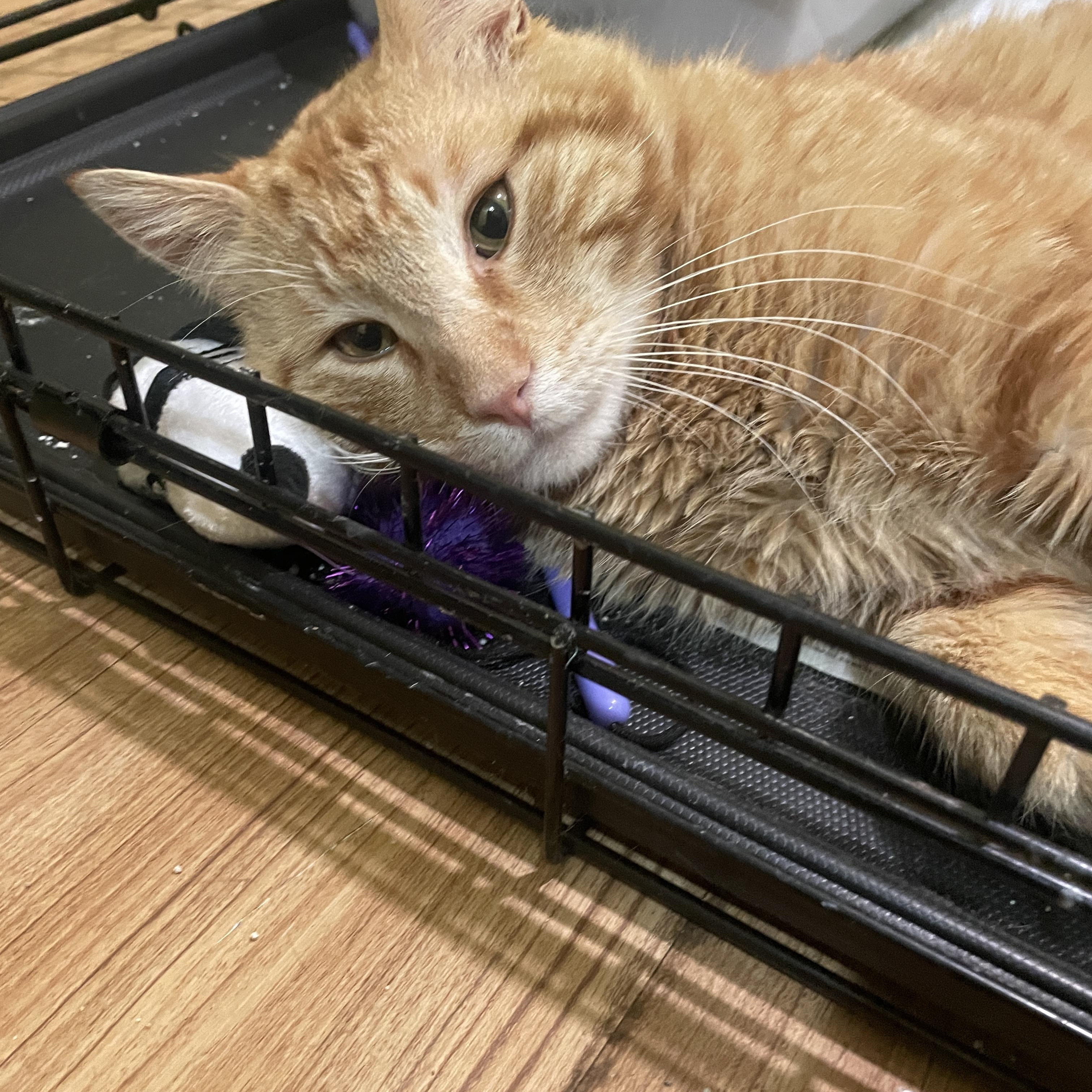 Enlarge  Benny, a ADOPTABLE Domestic Short Hair in South Ozone Park, NY image 2/5