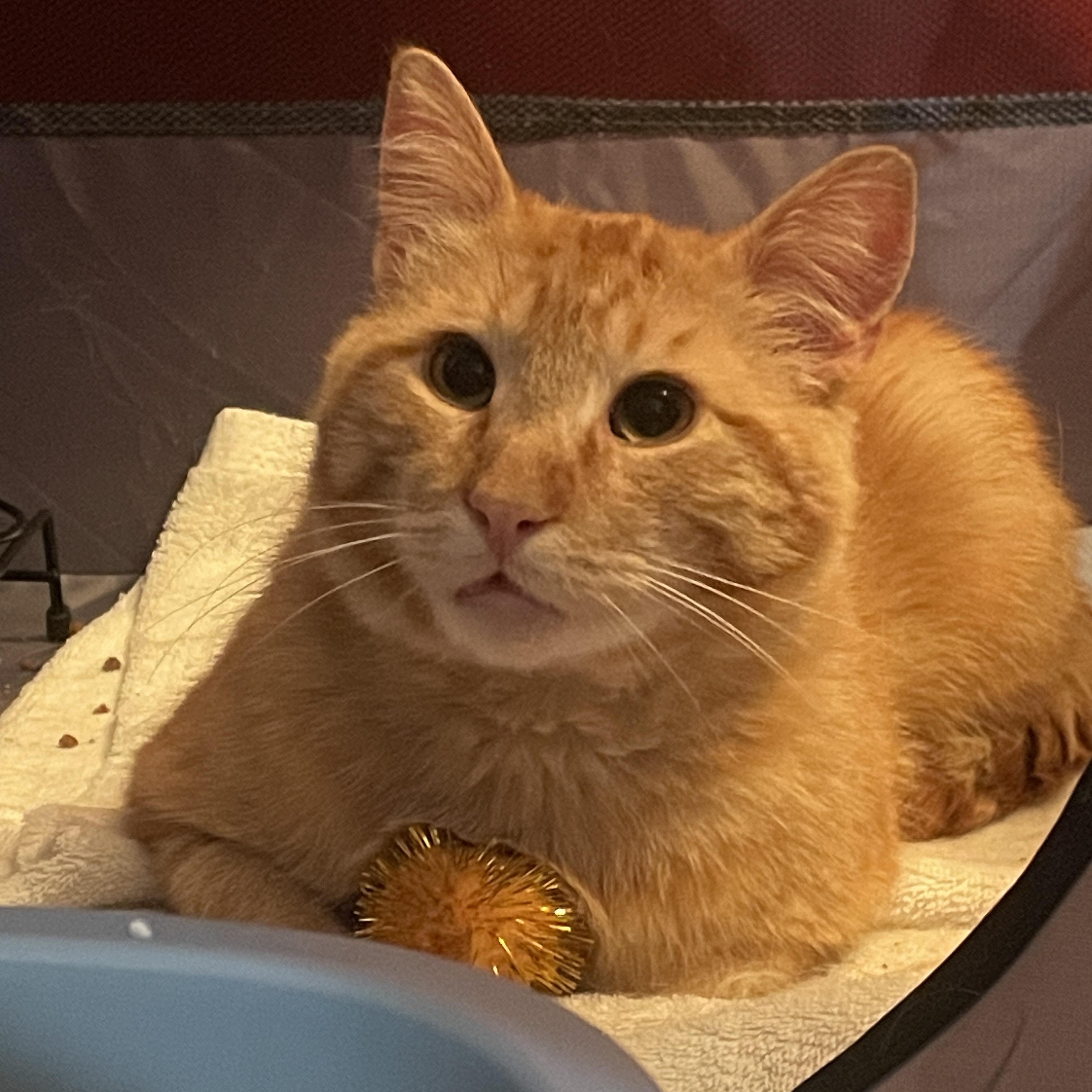 Enlarge  Benny, a ADOPTABLE Domestic Short Hair in South Ozone Park, NY image 2/6