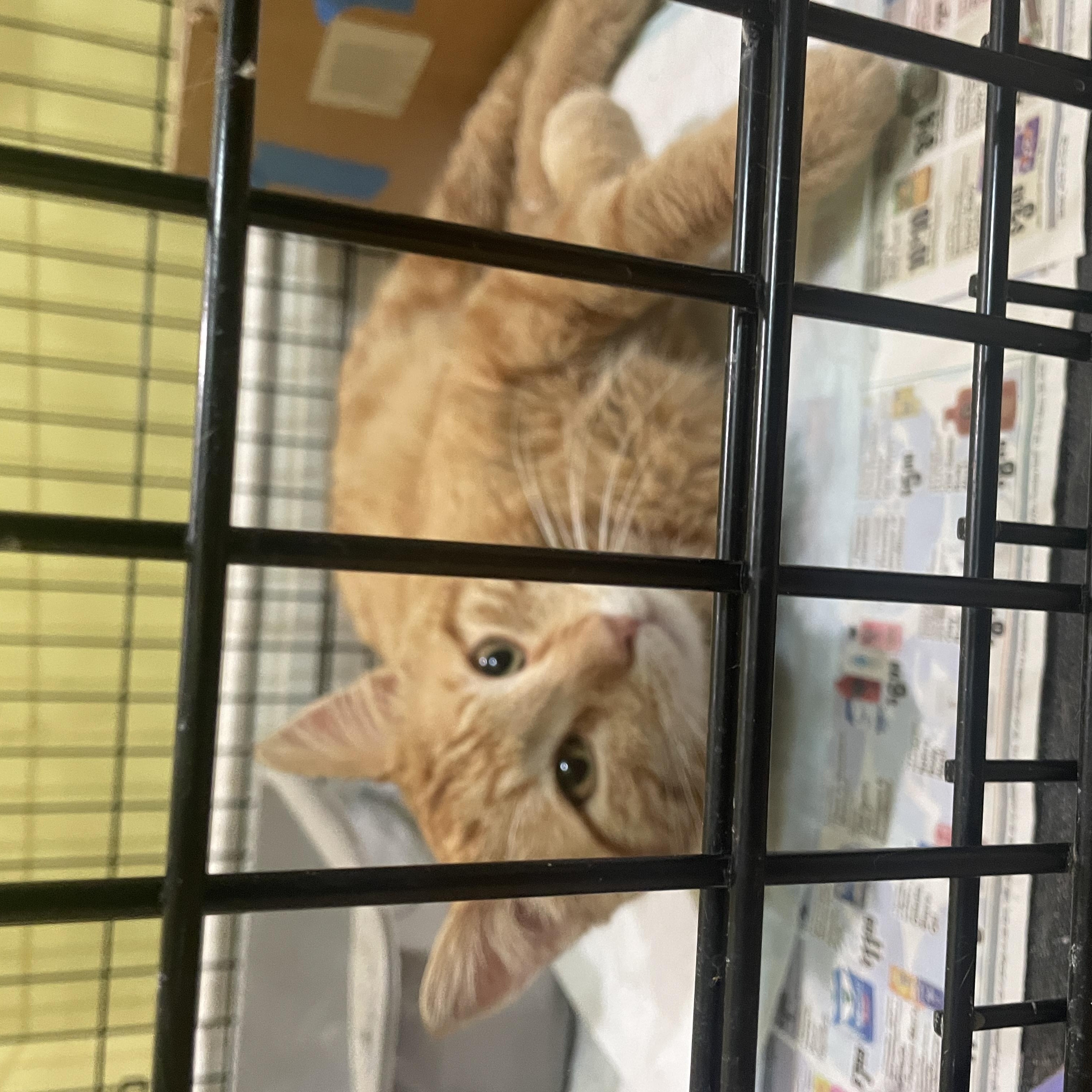 Enlarge  Benny, a ADOPTABLE Domestic Short Hair in South Ozone Park, NY image 4/5