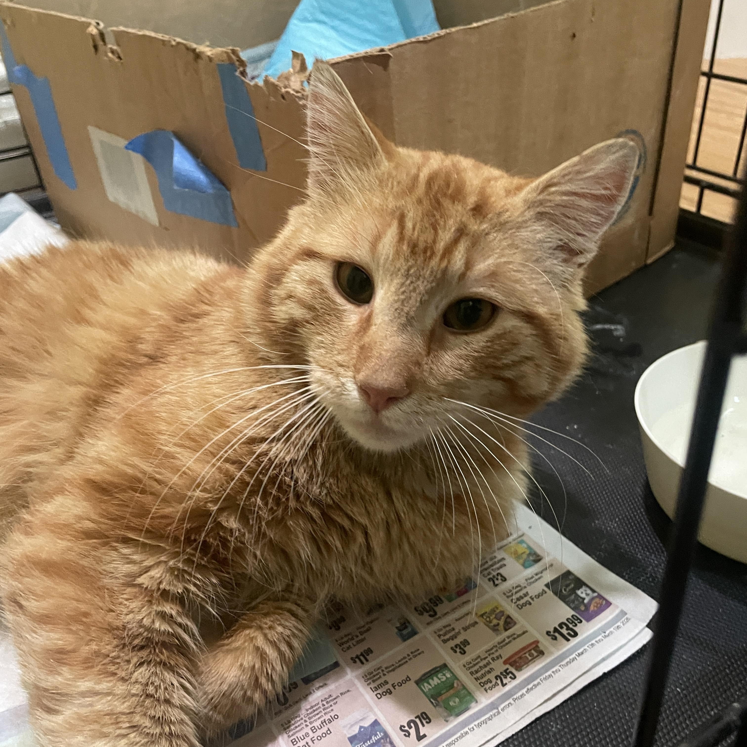 Enlarge  Benny, a ADOPTABLE Domestic Short Hair in South Ozone Park, NY image 1/5