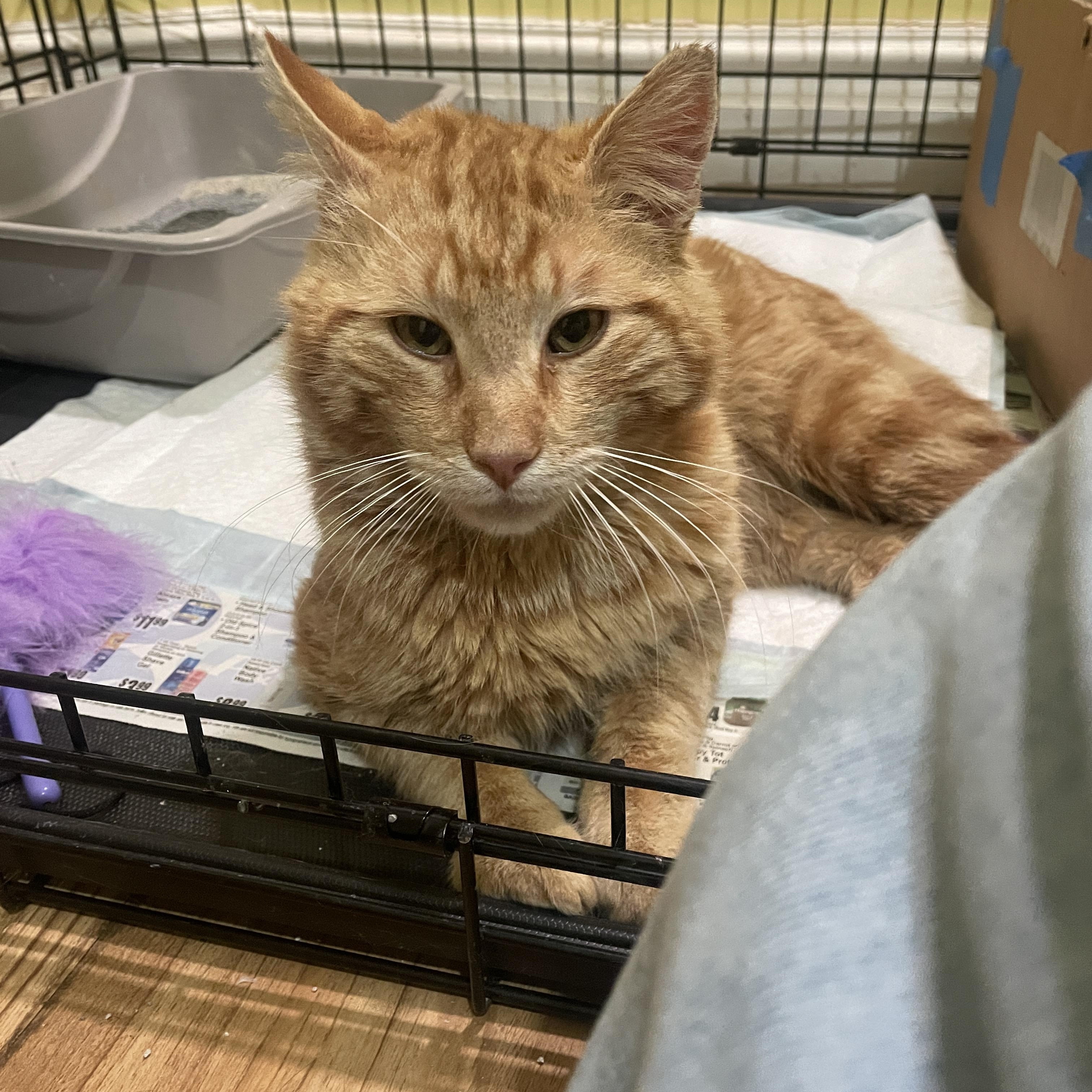 Enlarge  Benny, a ADOPTABLE Domestic Short Hair in South Ozone Park, NY image 3/5