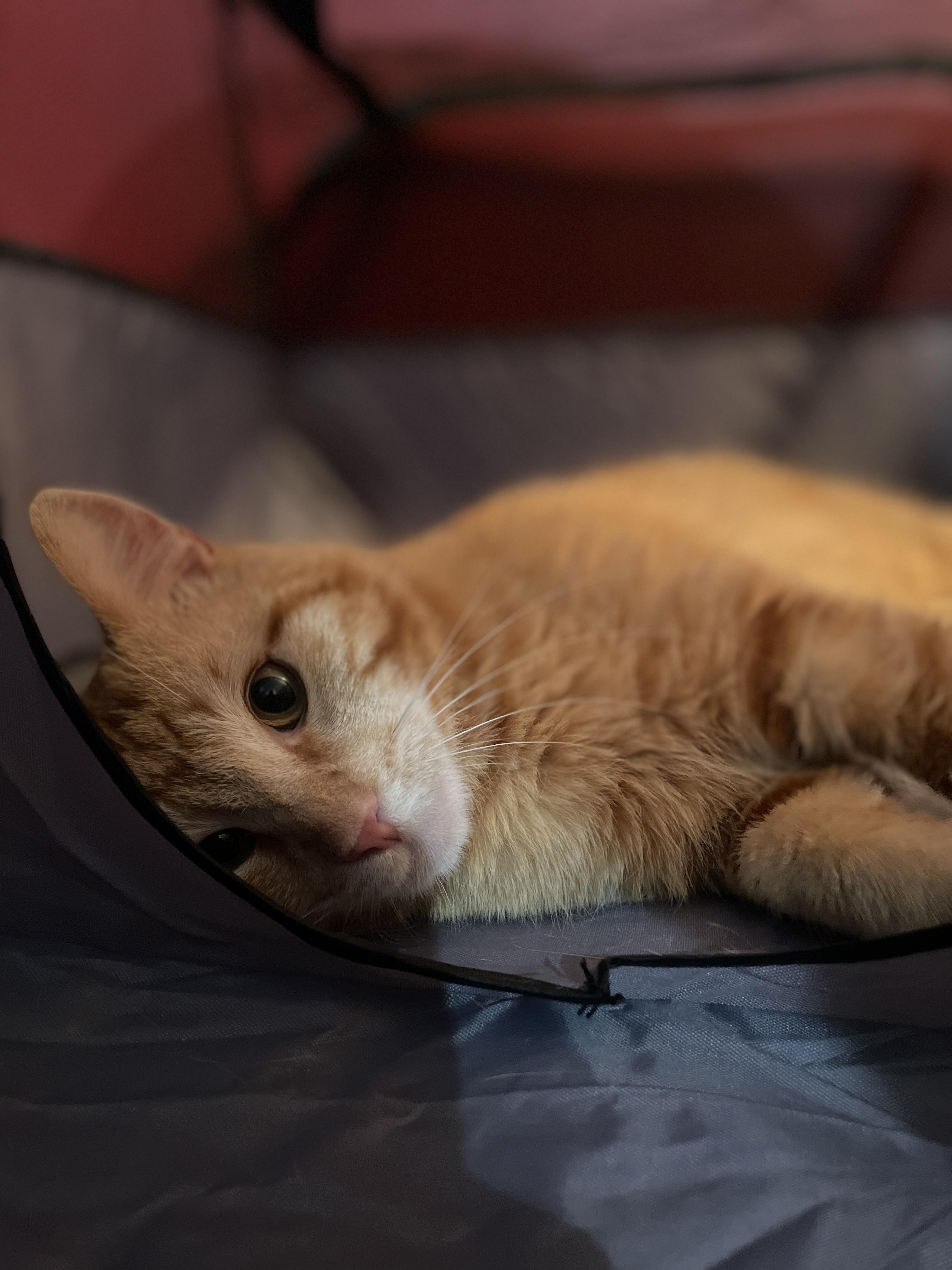 Enlarge  Benny, a ADOPTABLE Domestic Short Hair in South Ozone Park, NY image 1/6