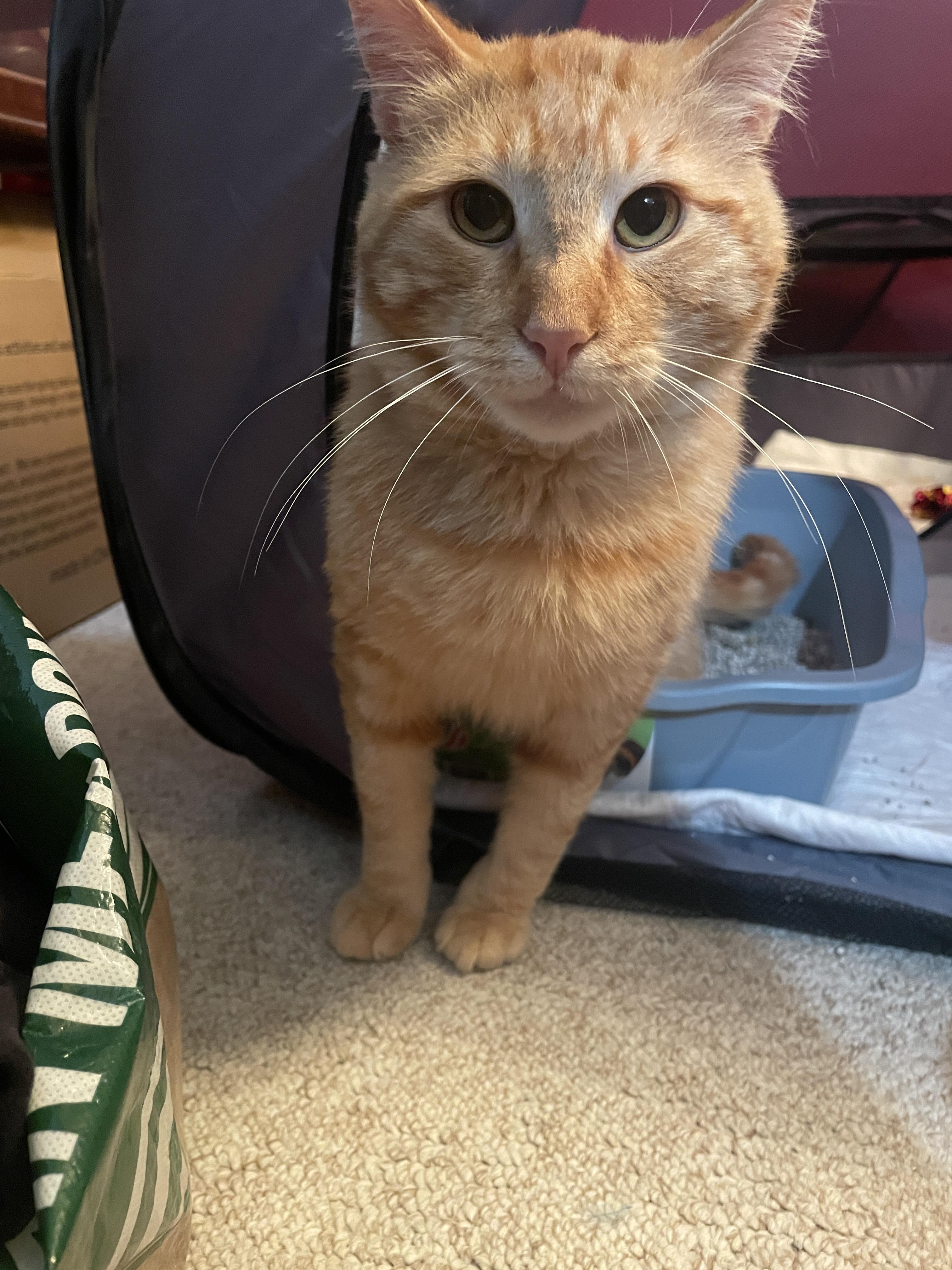 Enlarge  Benny, a ADOPTABLE Domestic Short Hair in South Ozone Park, NY image 5/6