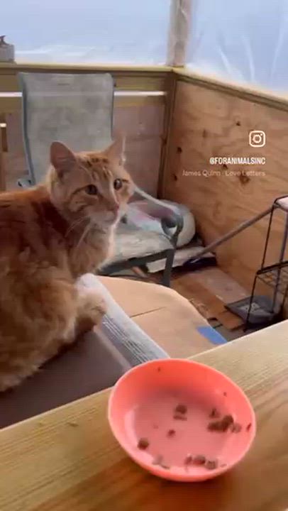 Enlarge  Benny, a ADOPTABLE Domestic Short Hair in South Ozone Park, NY video 5/5