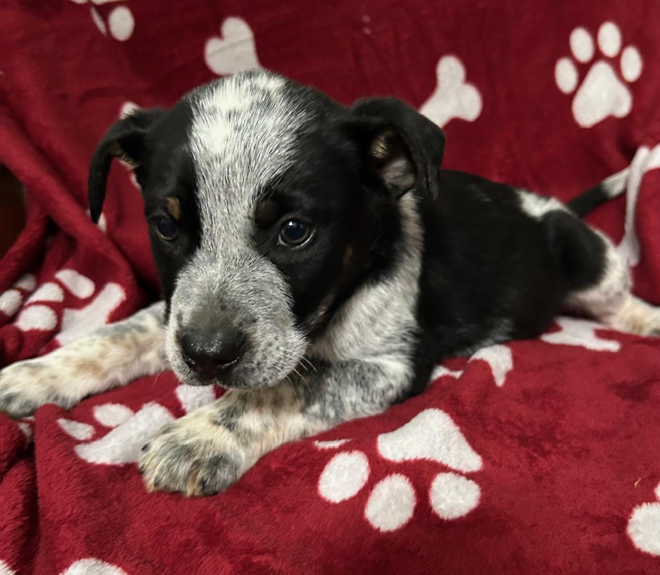 Gavin Groovy thumbnail 2