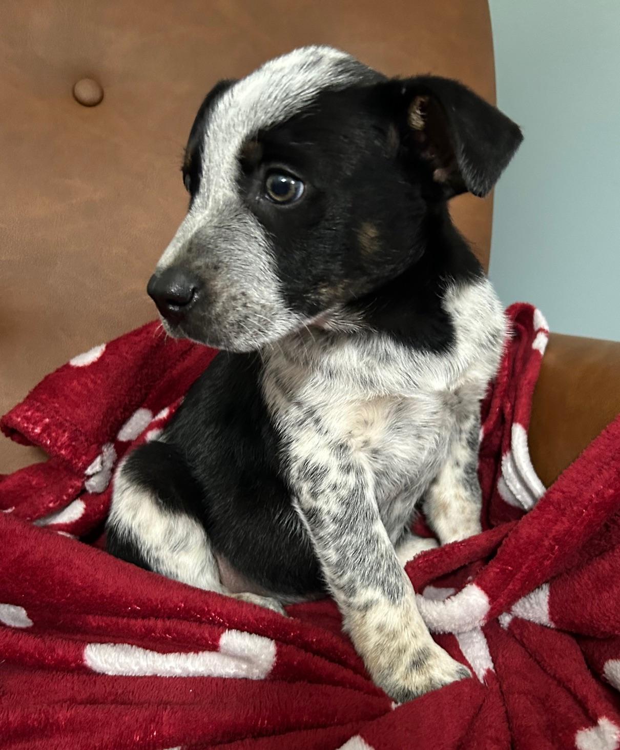 Gavin Groovy thumbnail 4