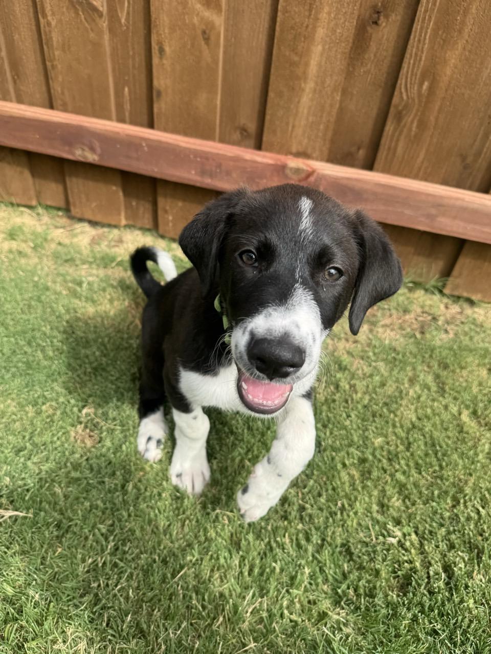 Fudge, Baby Male Mixed Breed
